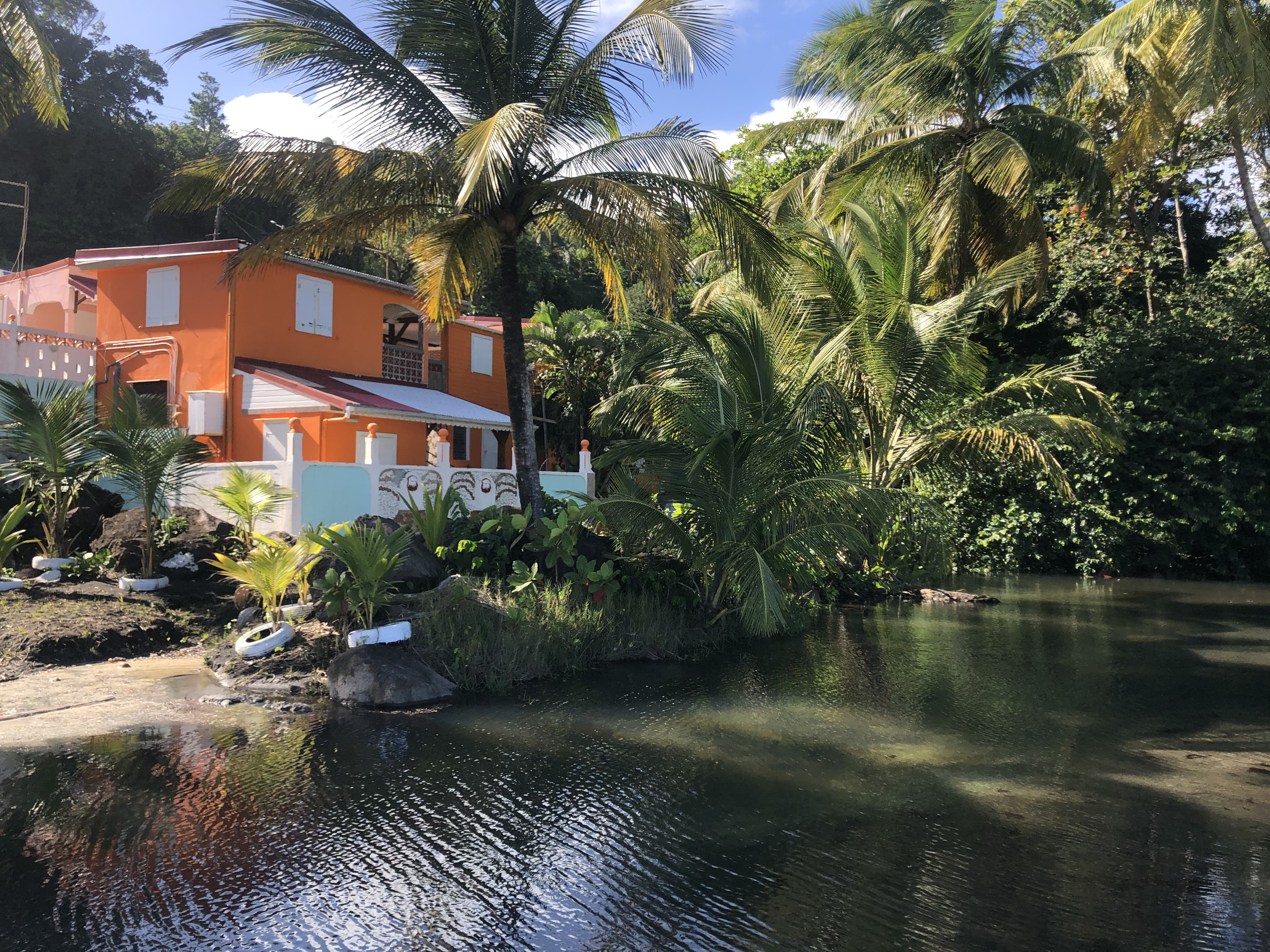 Photo Guadeloupe Bananier 2021-02 10