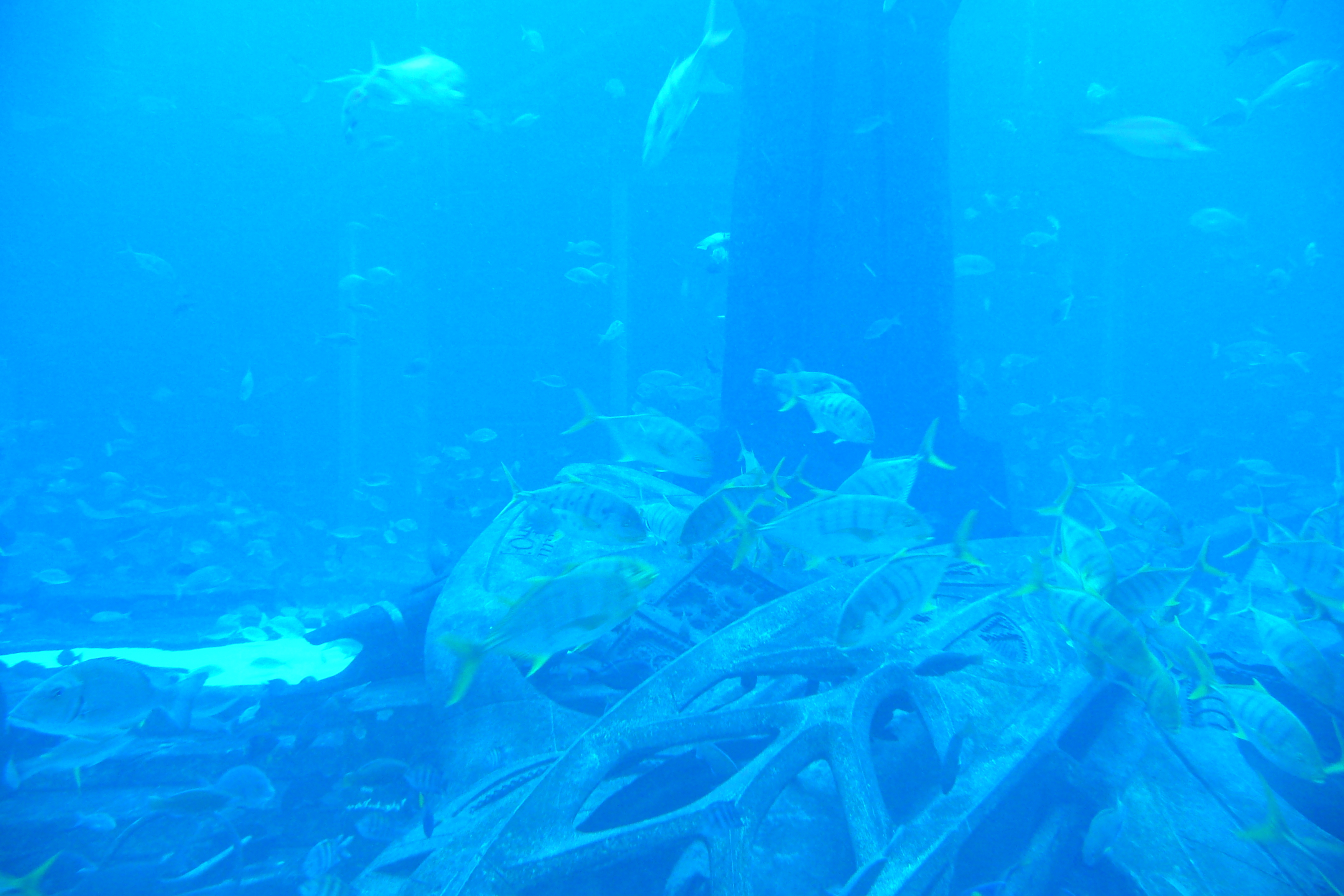 Photo Émirats arabes unis Dubai Dubai Aquaventure 2009-01 107