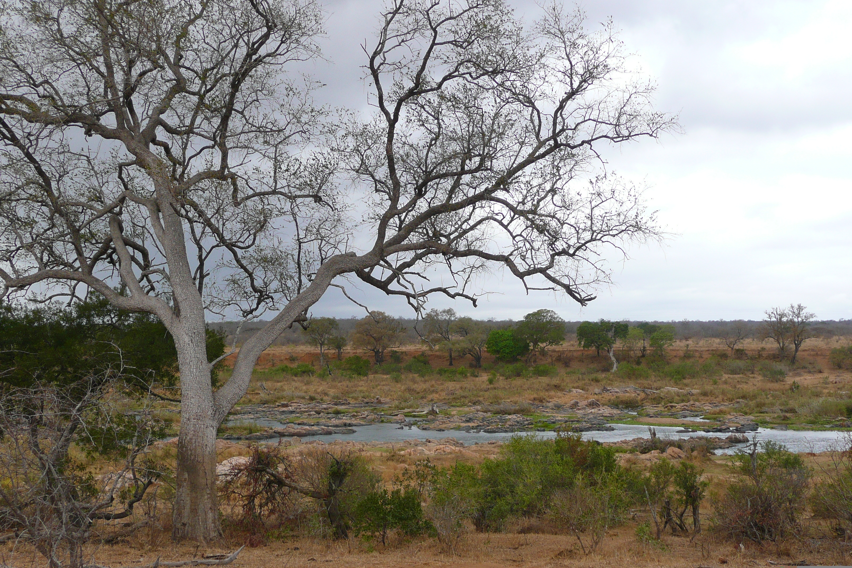 Photo Afrique du Sud Parc National Kruger rivière Crocodile 2008-09 4