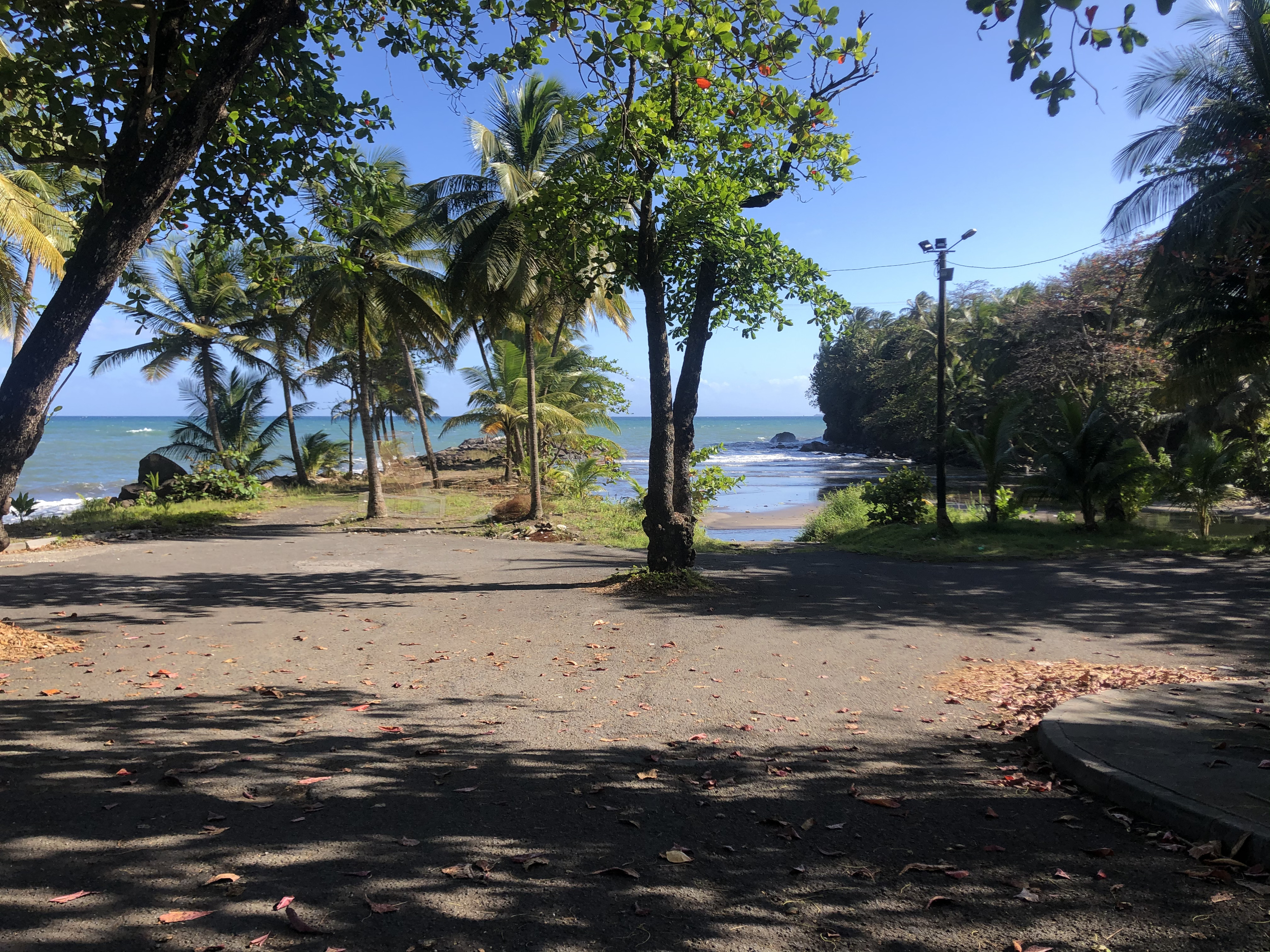 Photo Guadeloupe Bananier 2021-02 5