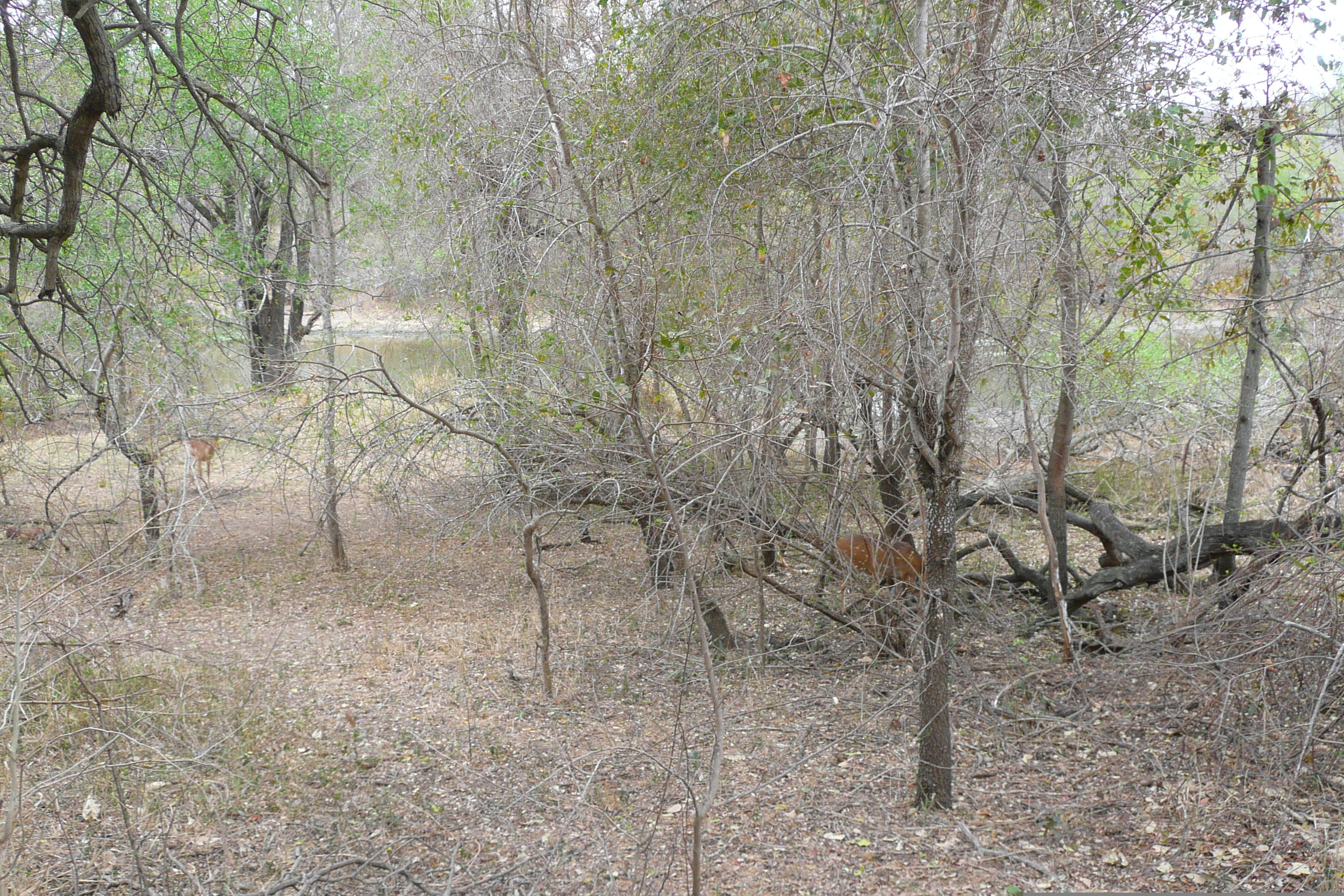 Photo Afrique du Sud Parc National Kruger Rivière Sable 2008-09 79