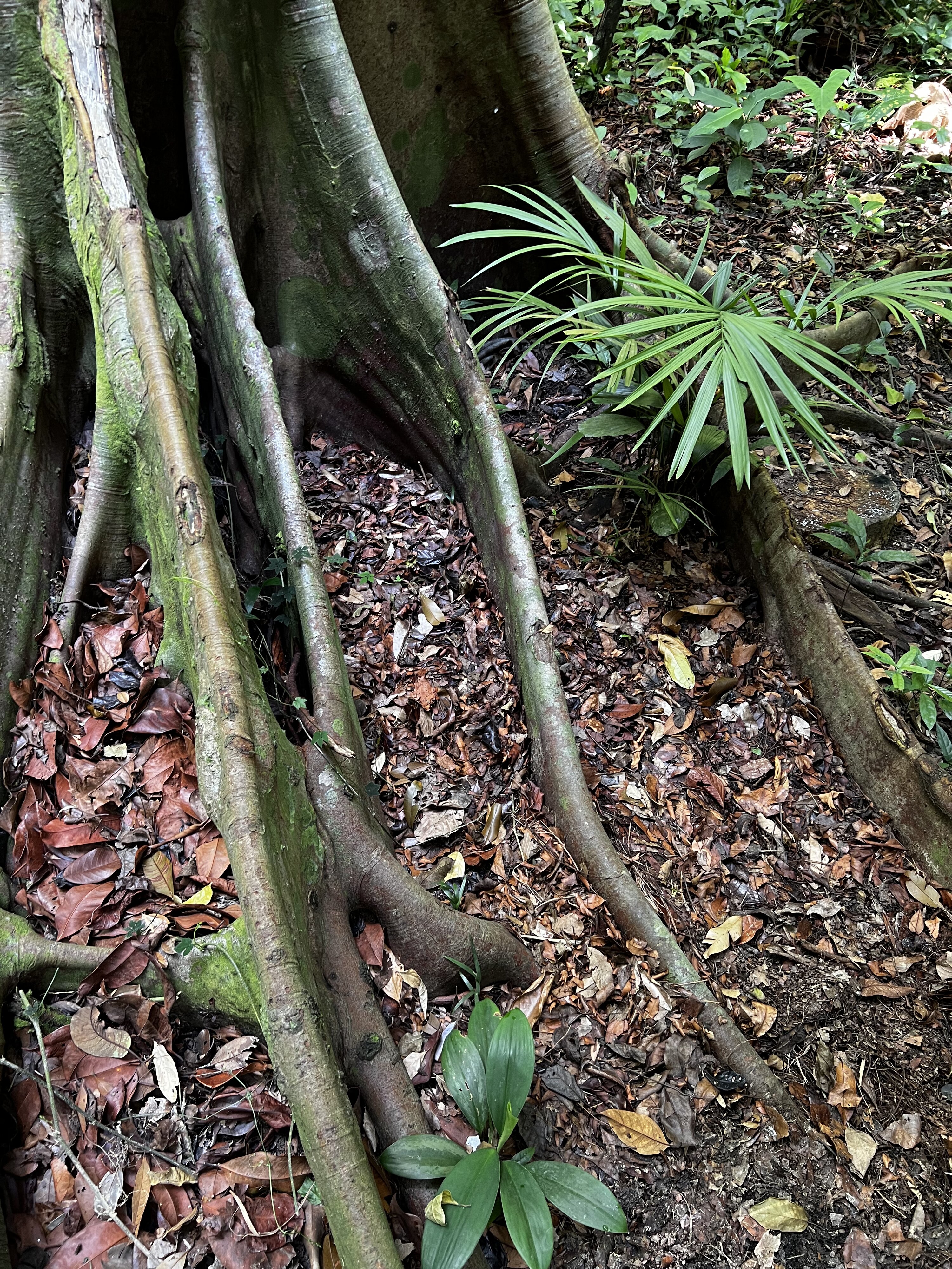 Photo Singapour Jardins botaniques de Singapore 2023-01 117