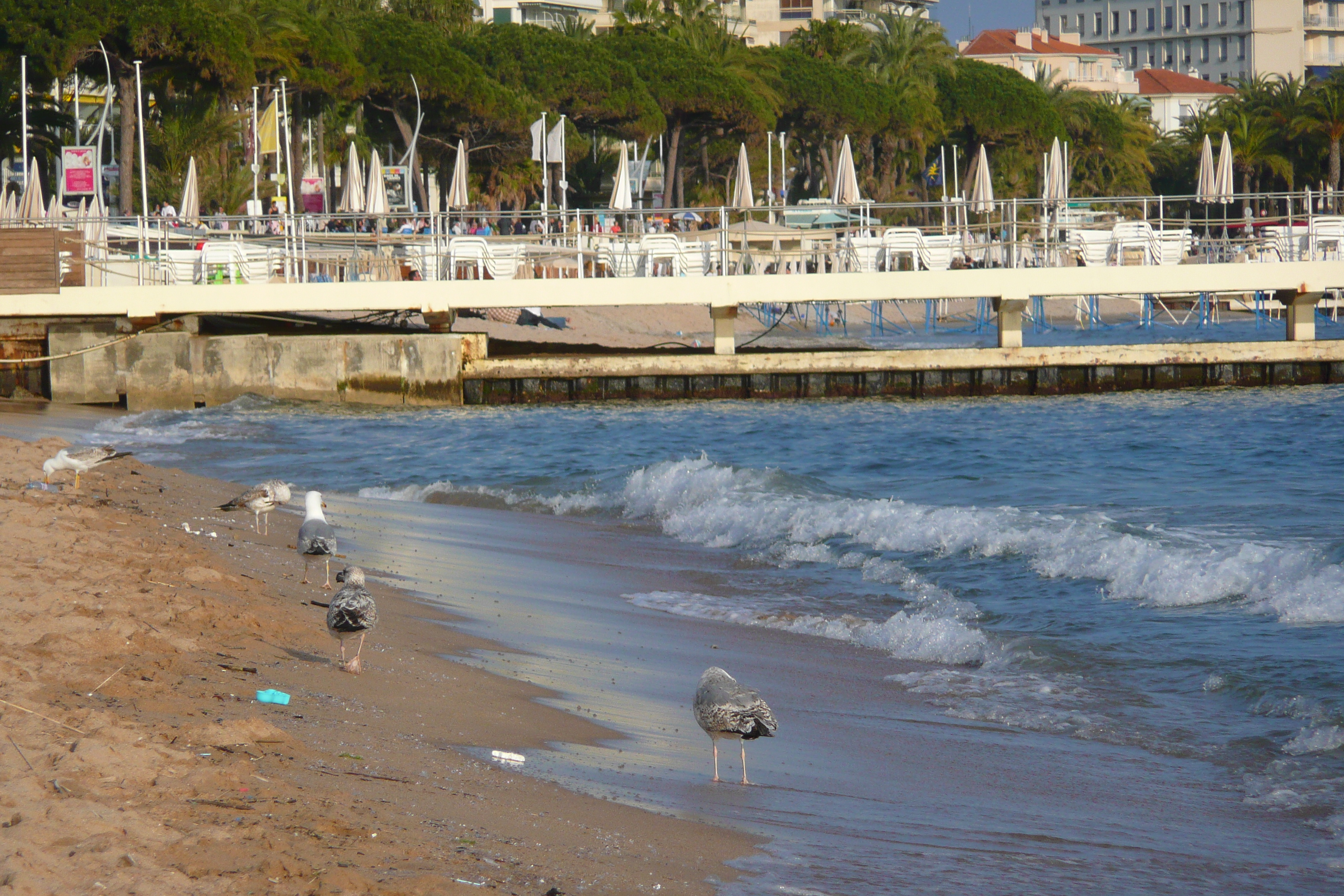 Photo France Cannes Plage 2008-04 32