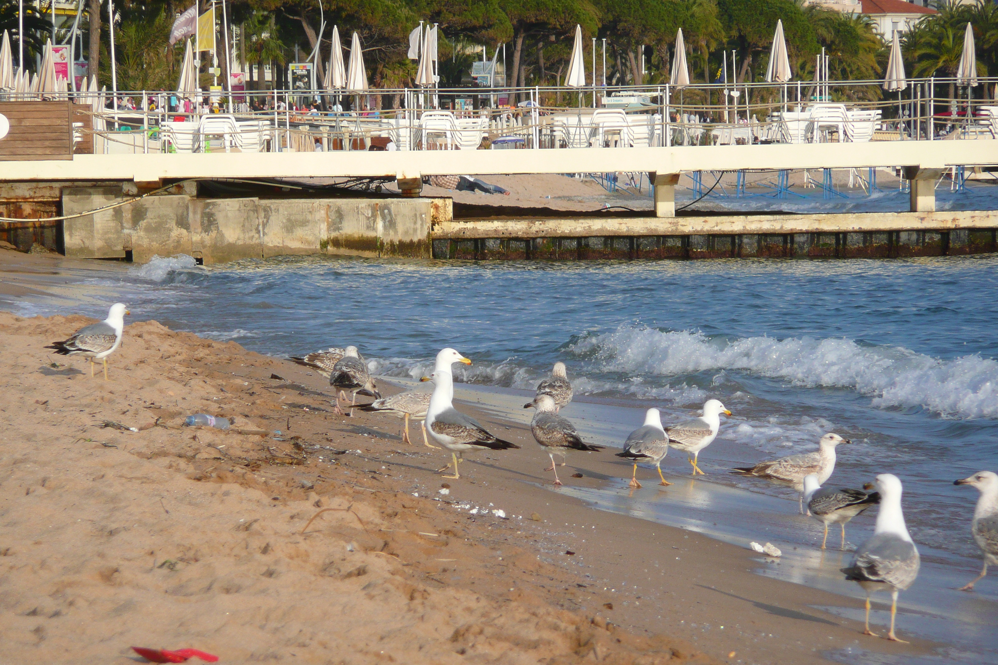 Photo France Cannes Plage 2008-04 53