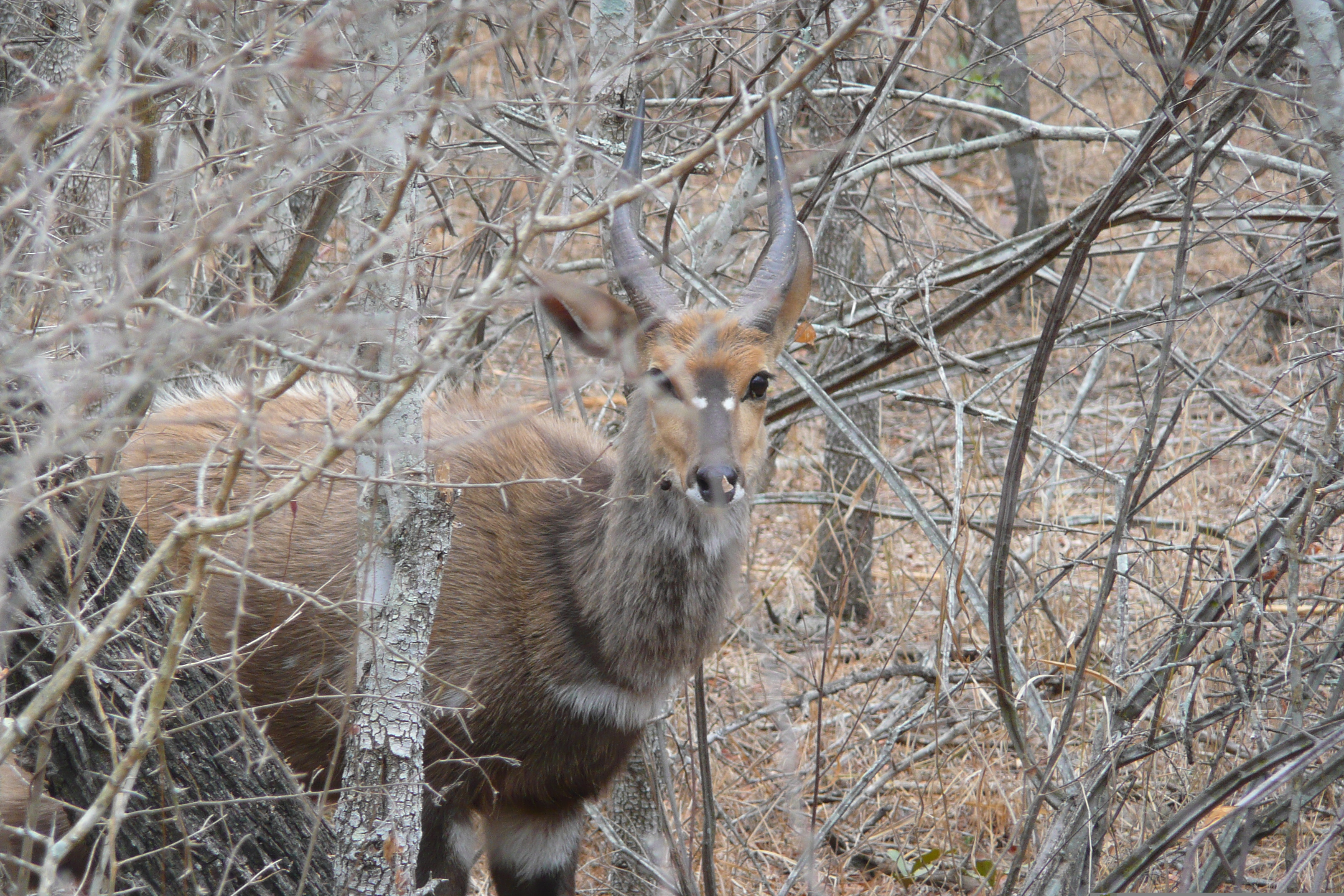 Photo Afrique du Sud Parc National Kruger Rivière Sable 2008-09 38