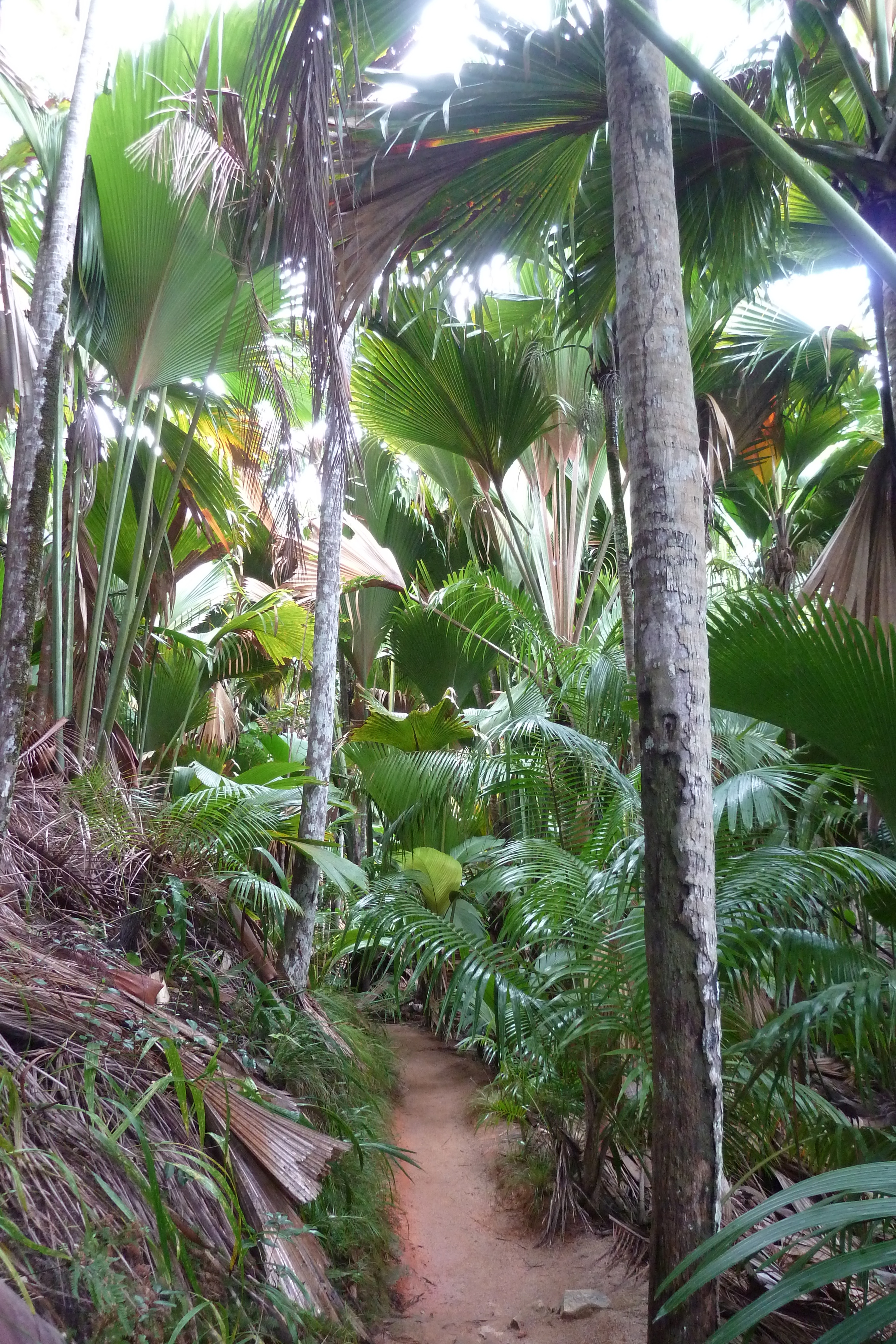 Photo Seychelles Vallée de Mai 2011-10 87