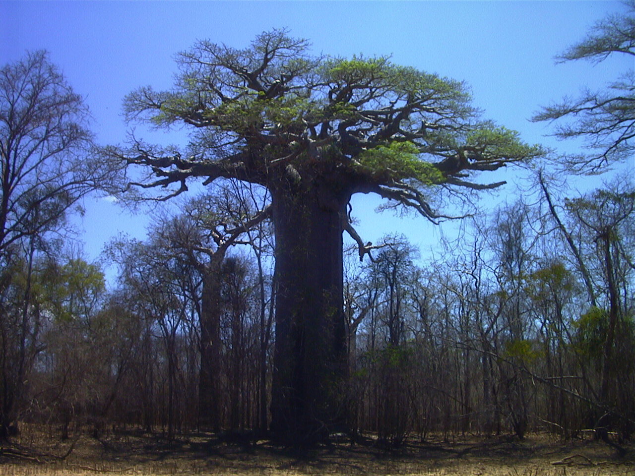 Photo Madagascar Morondava 1999-10 11