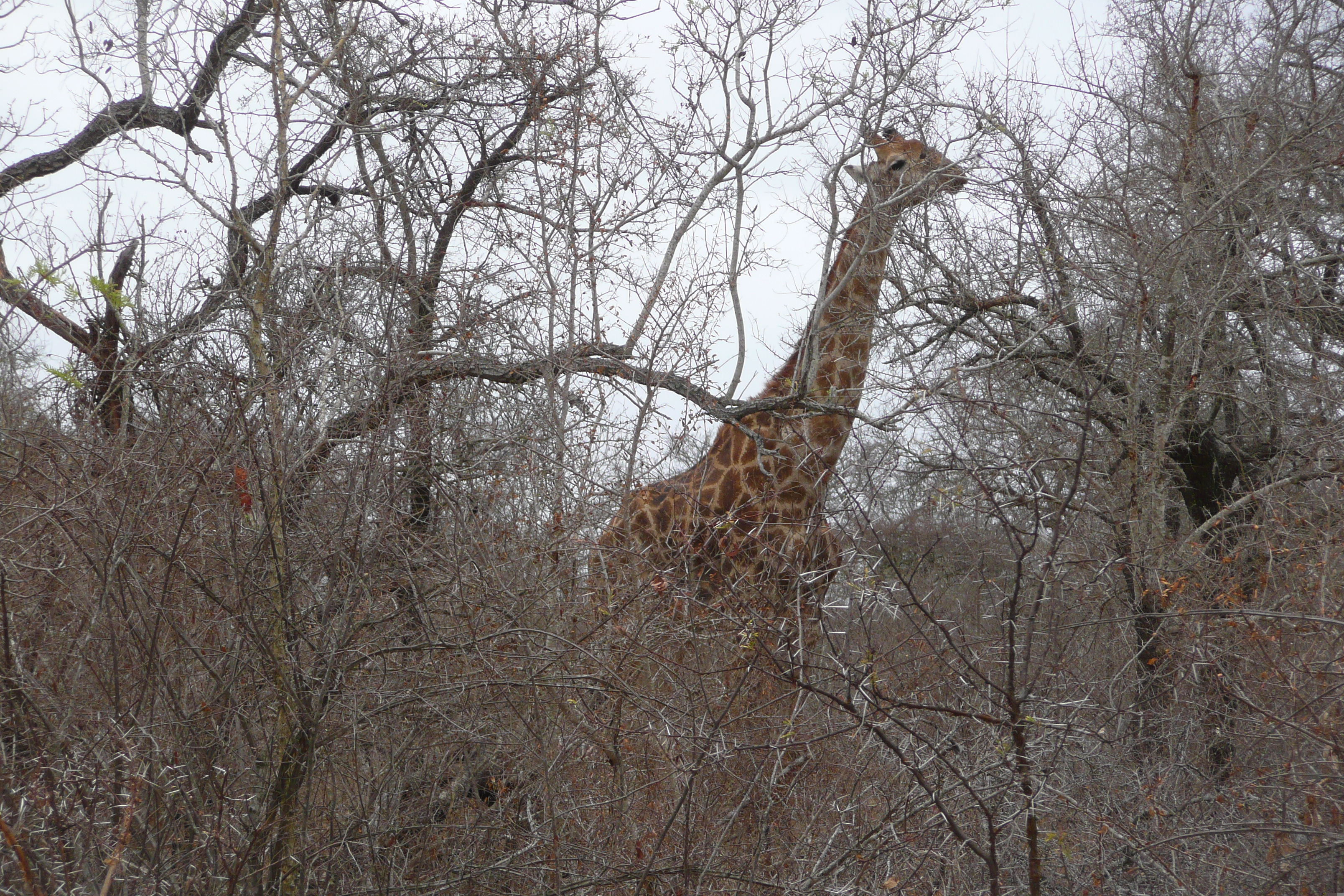 Photo Afrique du Sud Parc National Kruger Rivière Sable 2008-09 63
