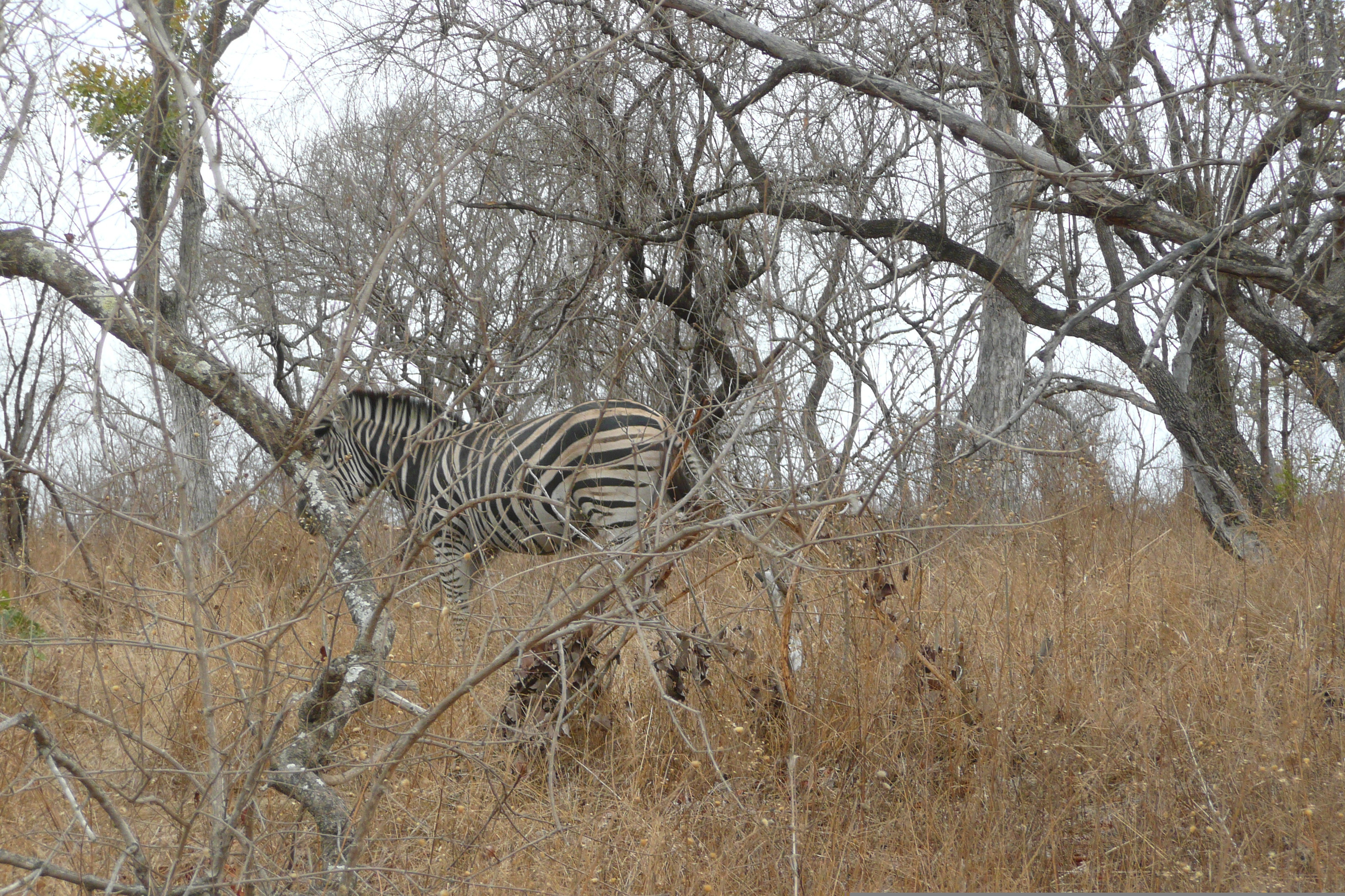 Photo Afrique du Sud Parc National Kruger 2008-09 43