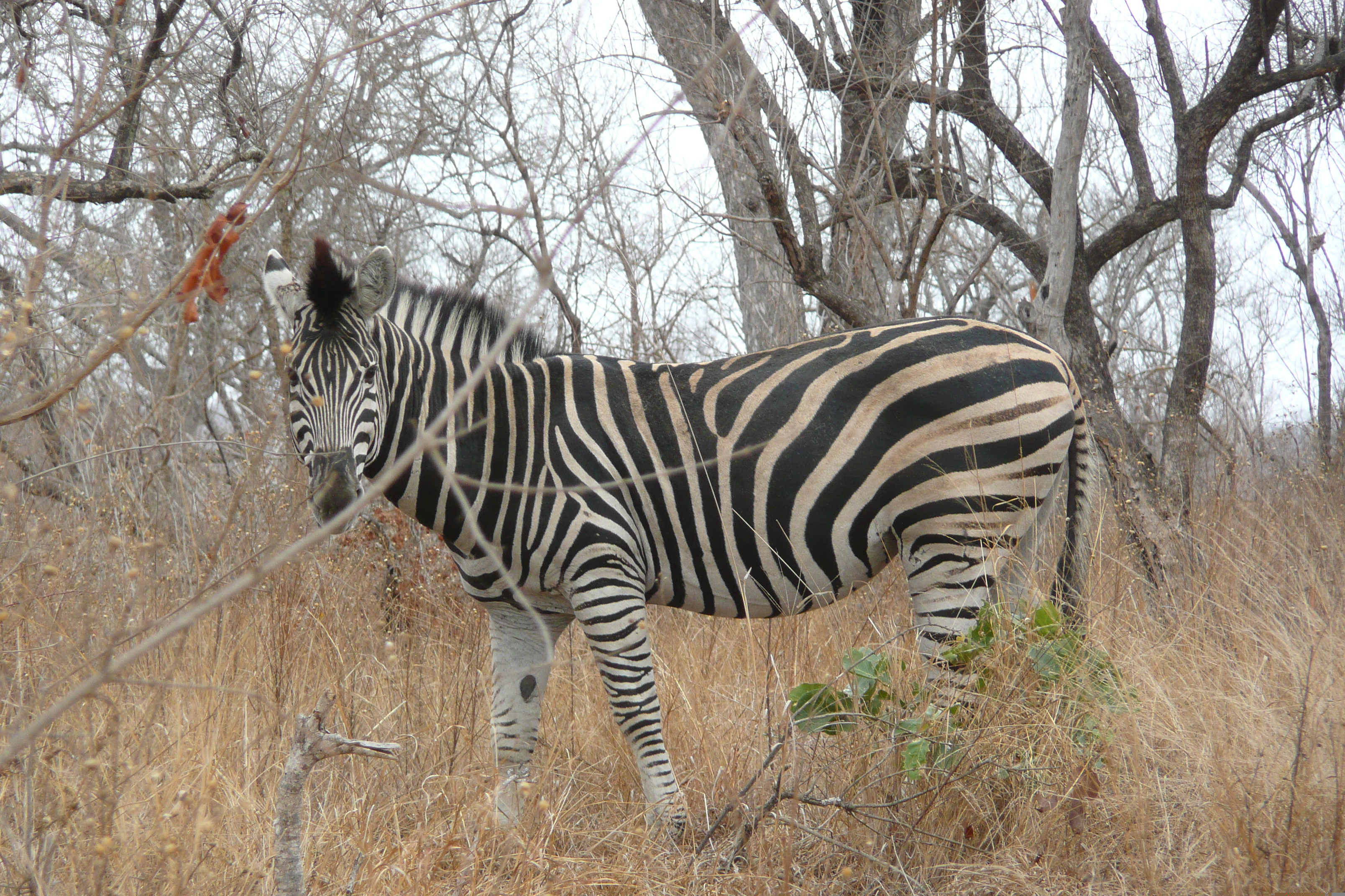 Photo Afrique du Sud Parc National Kruger 2008-09 23