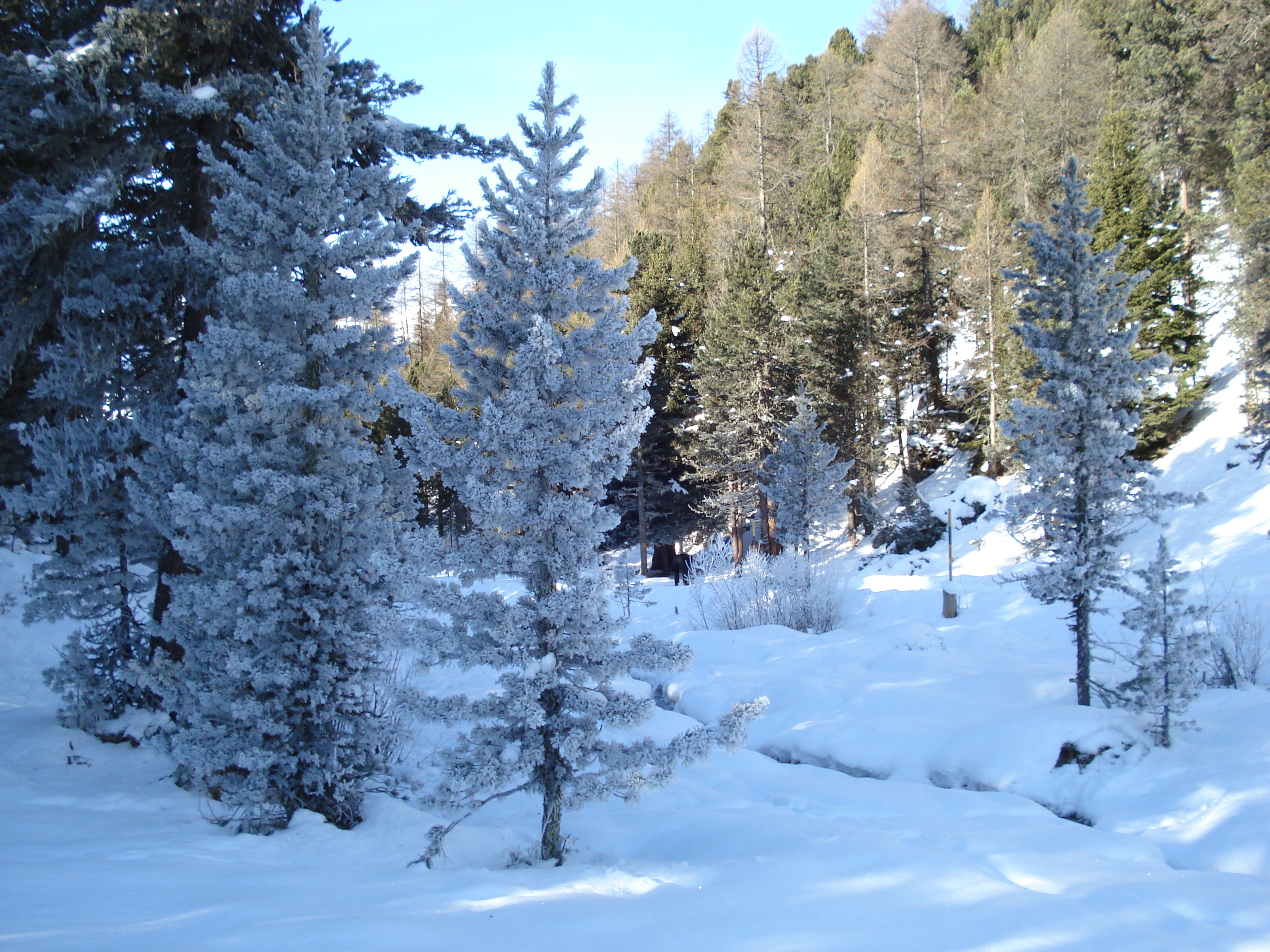 Photo Suisse Saint Moritz Schlarigna 2007-01 79