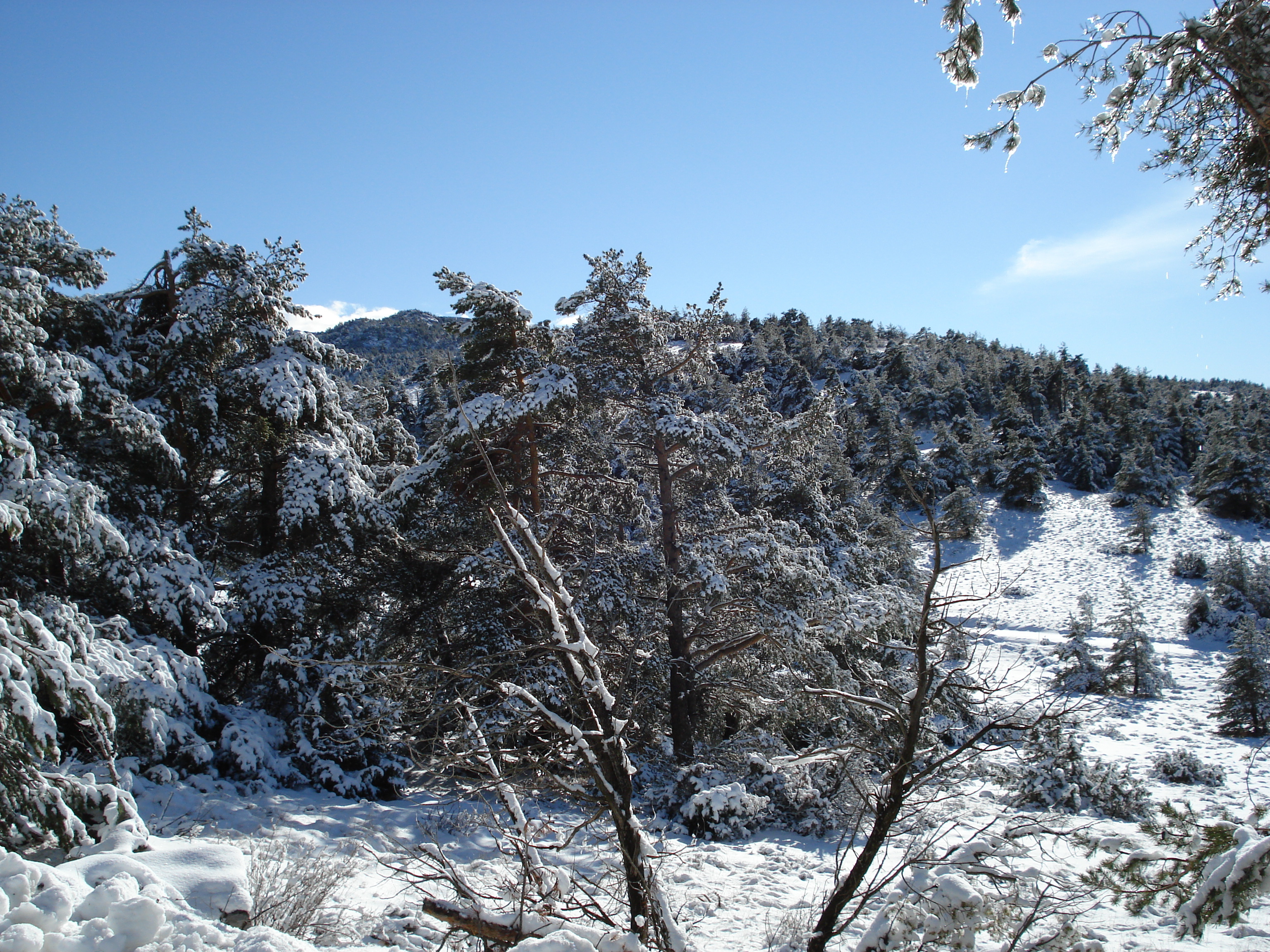 Photo France Route de Coursegoule à Gréolières les neiges 2007-01 49
