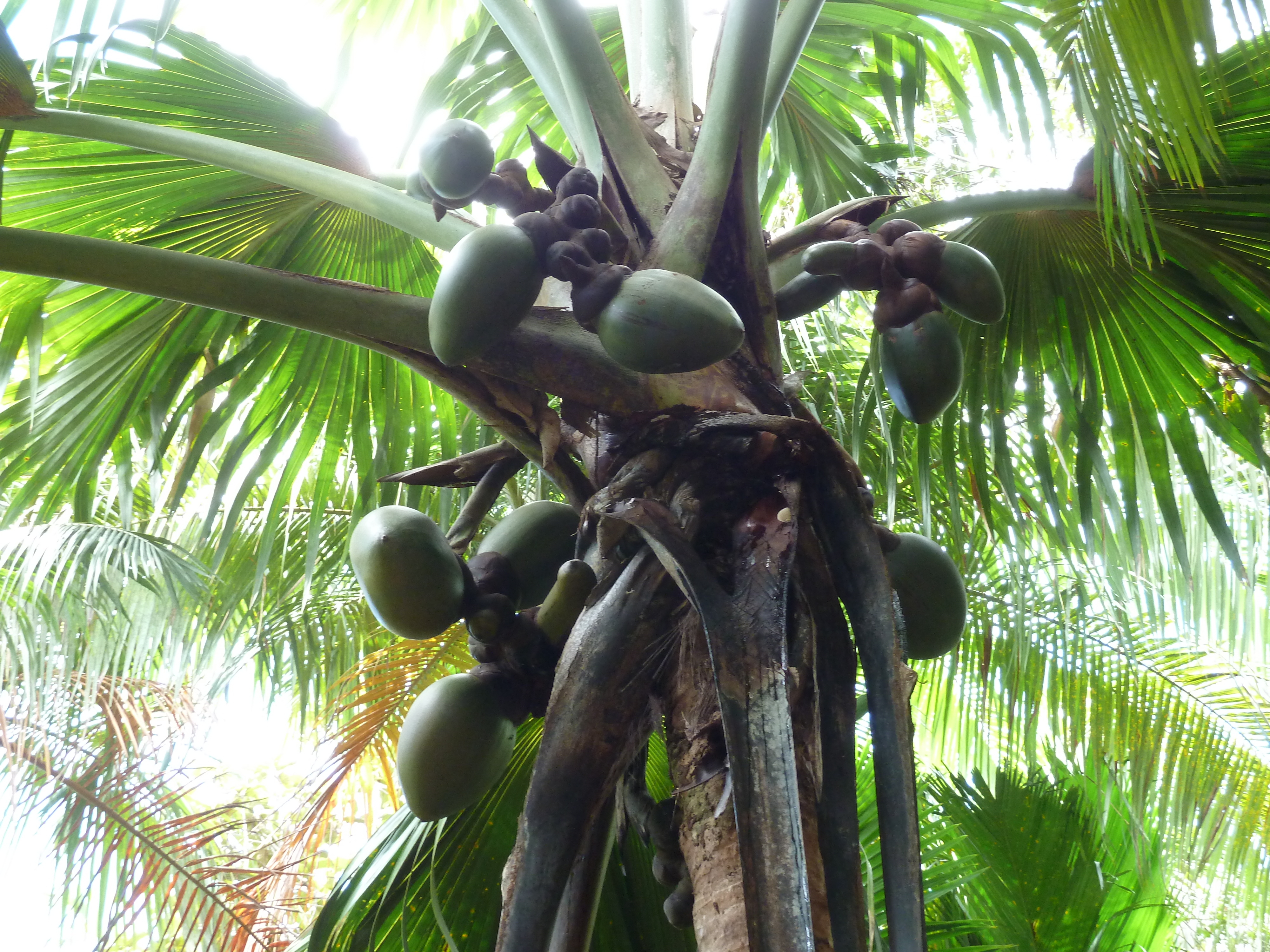 Photo Seychelles 2011-10 186