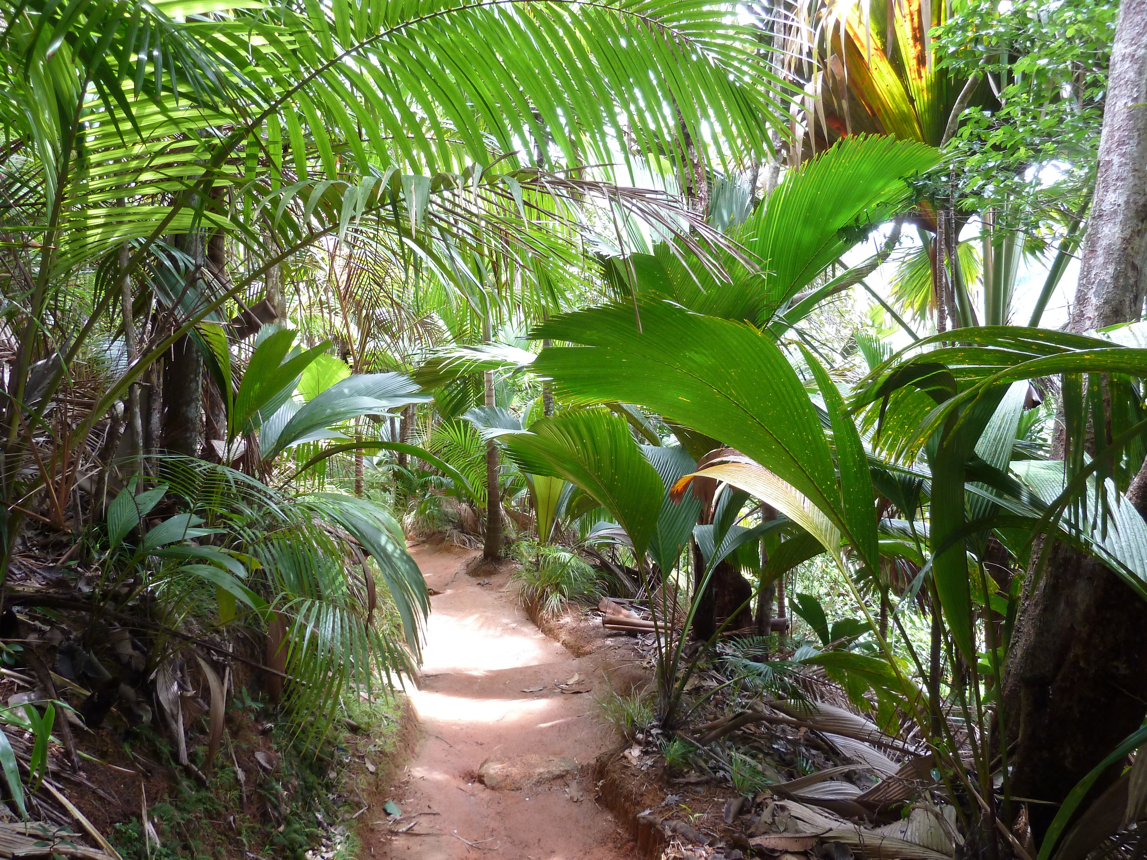 Photo Seychelles Vallée de Mai 2011-10 90