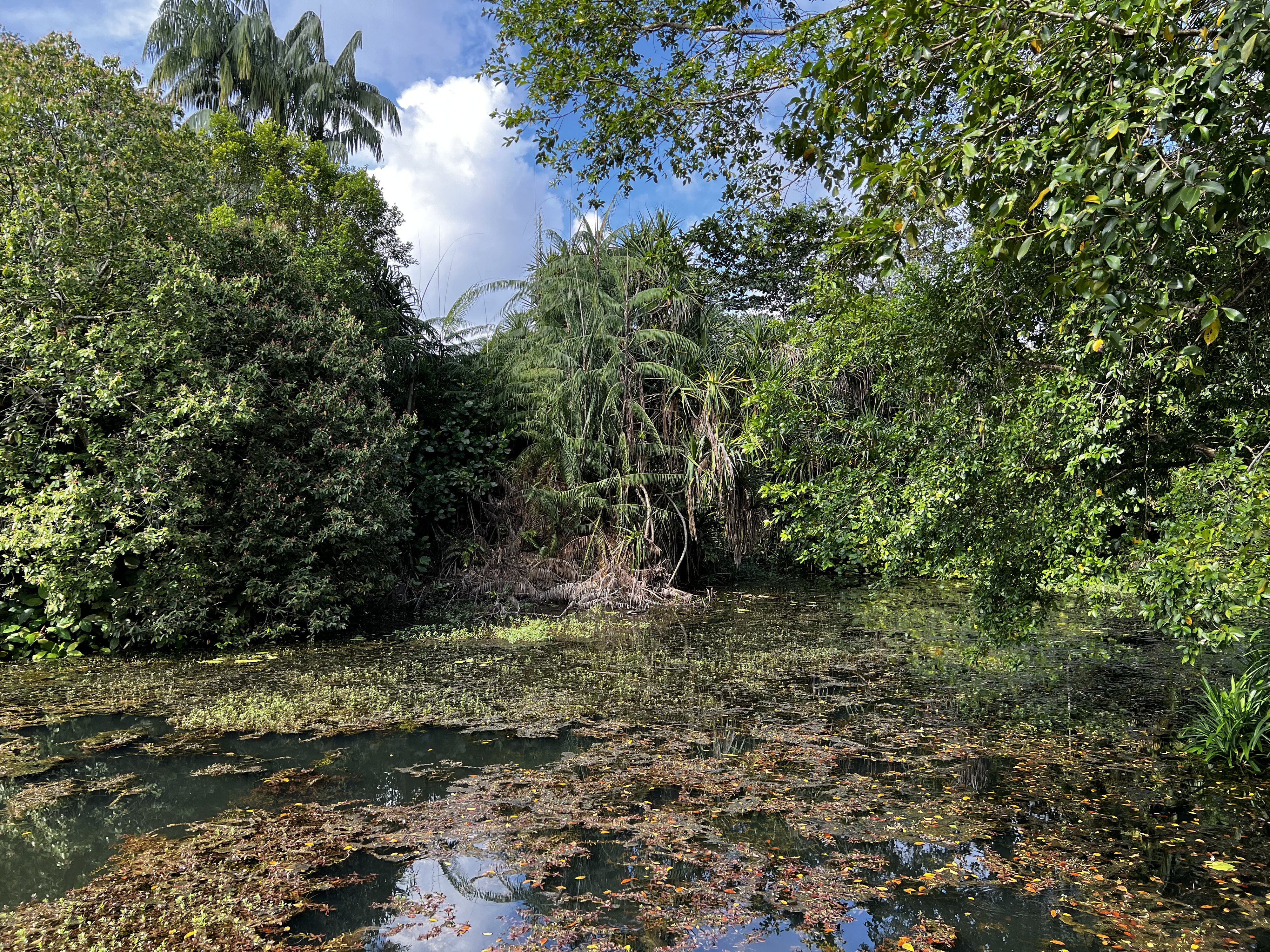 Photo Singapour Jardins botaniques de Singapore 2023-01 38
