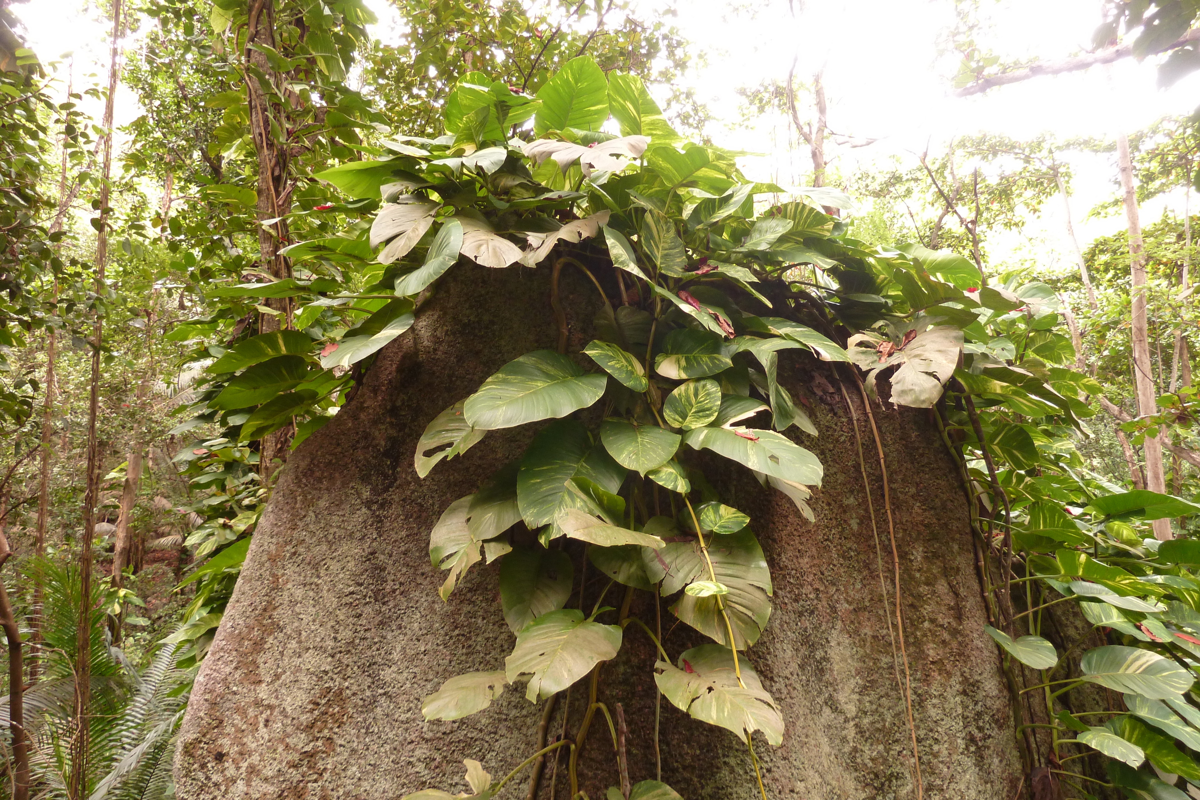 Photo Seychelles La Digue 2011-10 88