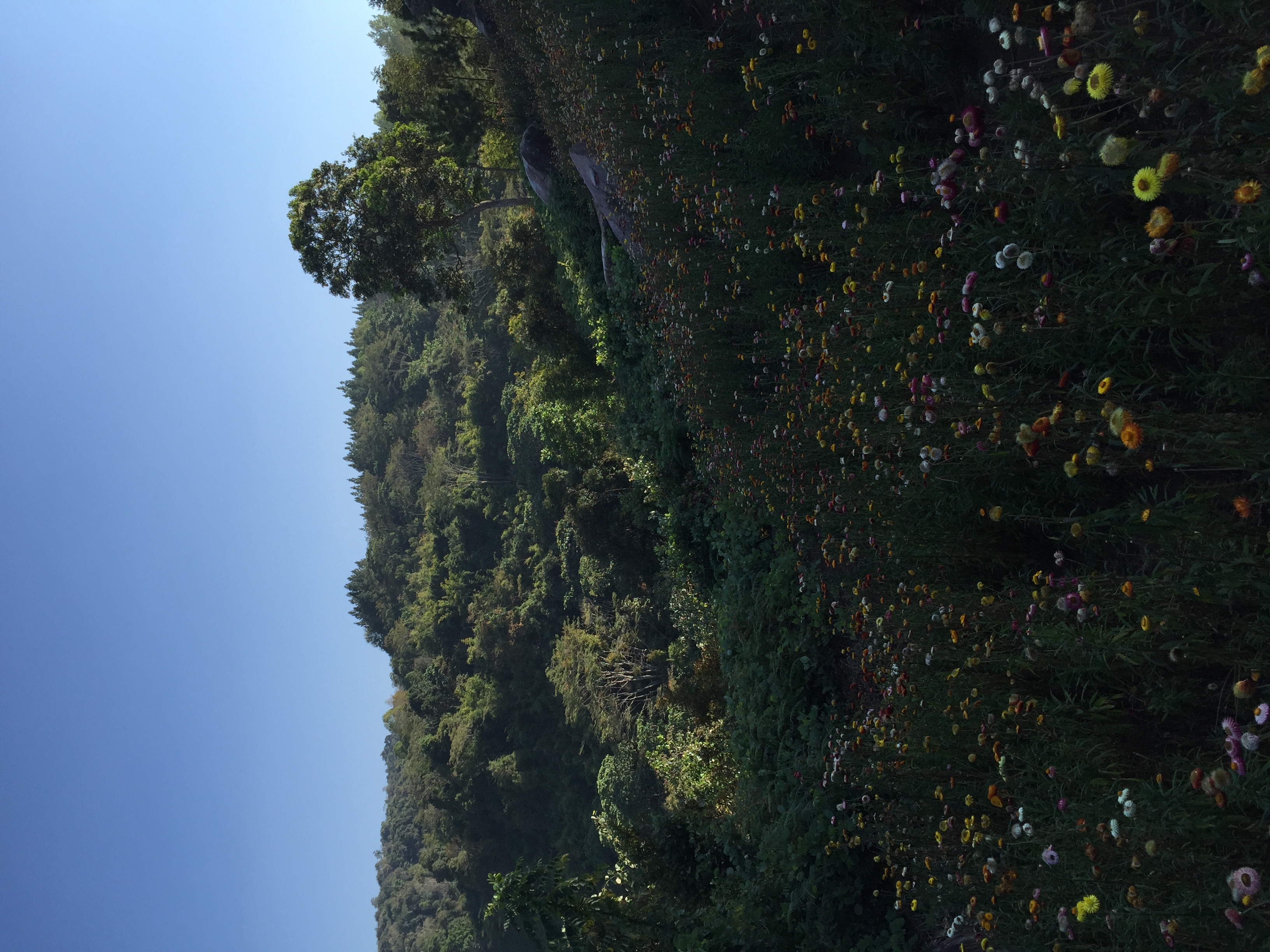 Photo Thaïlande Parc National Phu Hin Rong Kla 2014-12 23