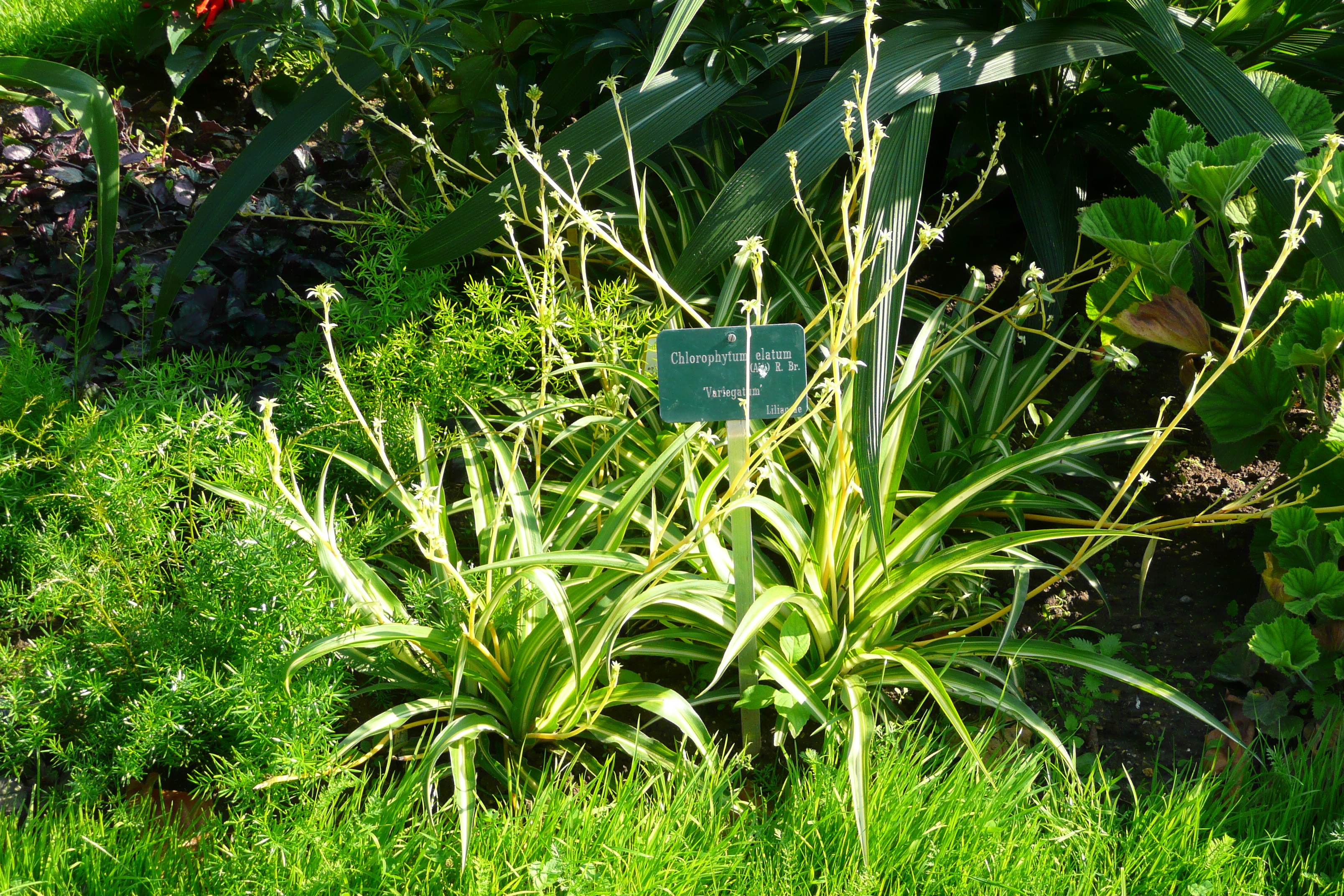 Photo France Paris Jardin des Plantes 2007-08 225