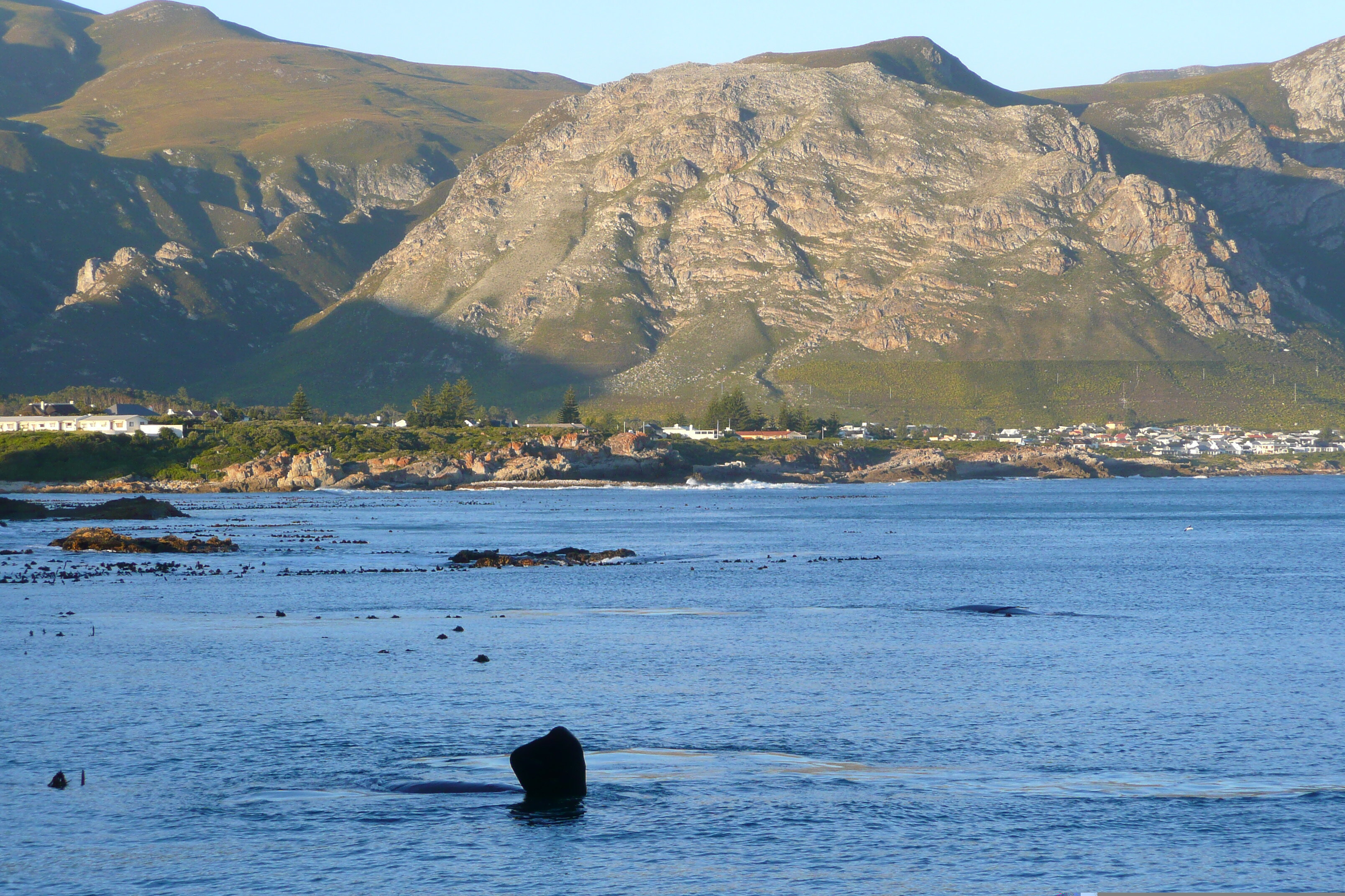 Photo Afrique du Sud Harmanus 2008-09 160