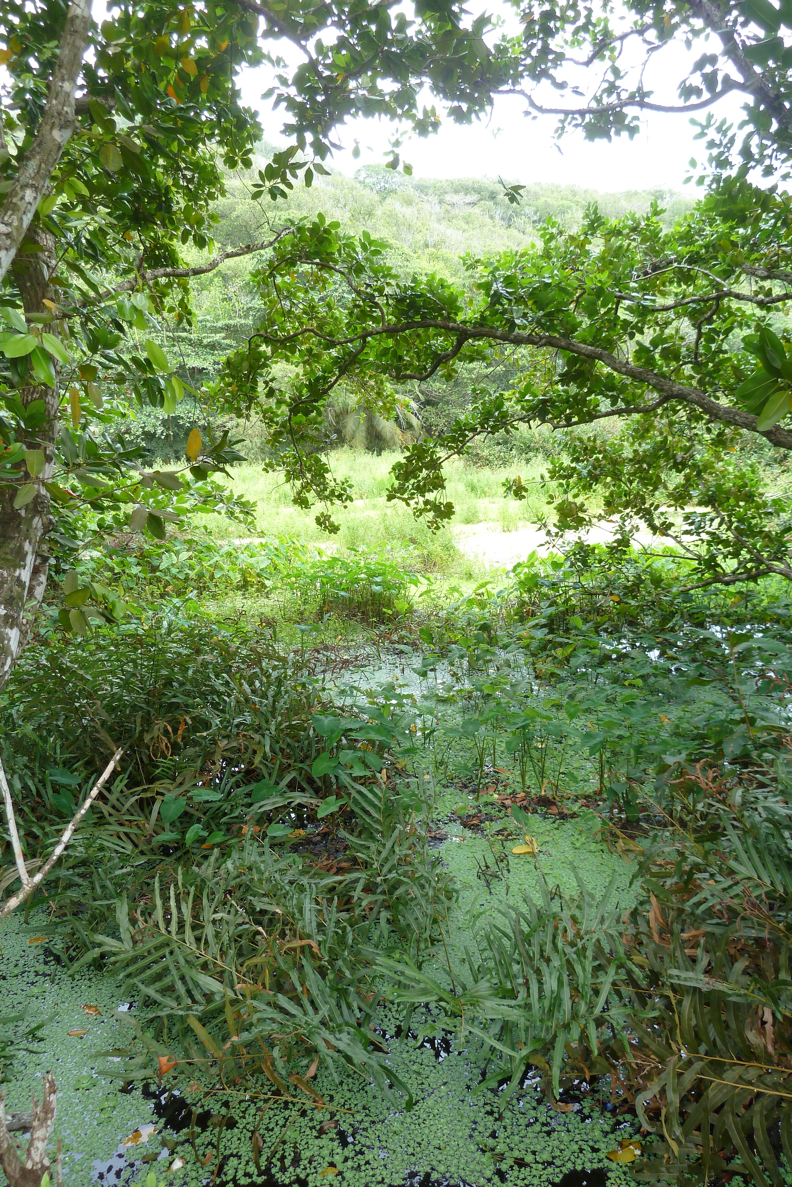 Photo Seychelles La Digue 2011-10 123