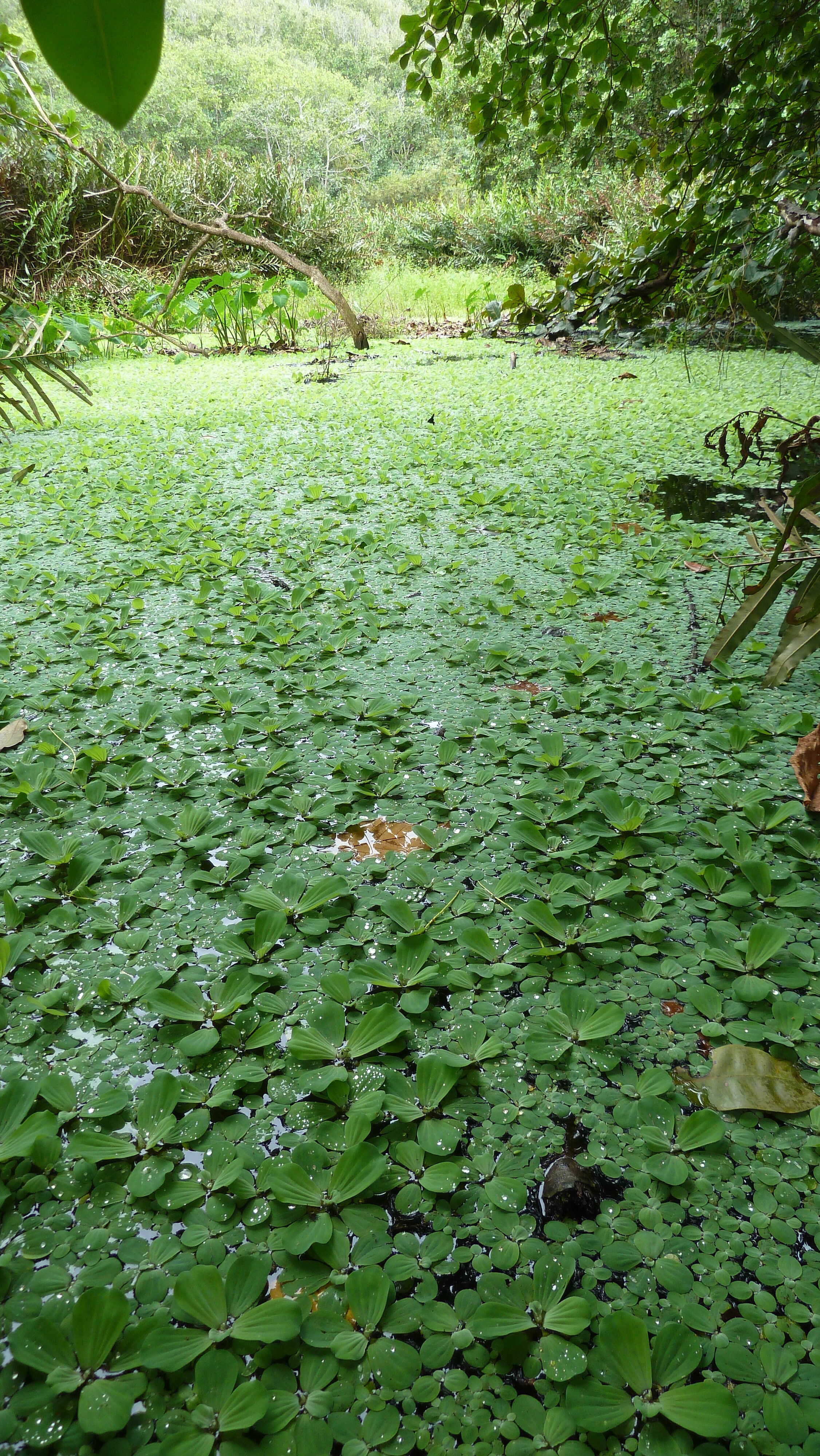 Photo Seychelles La Digue 2011-10 70