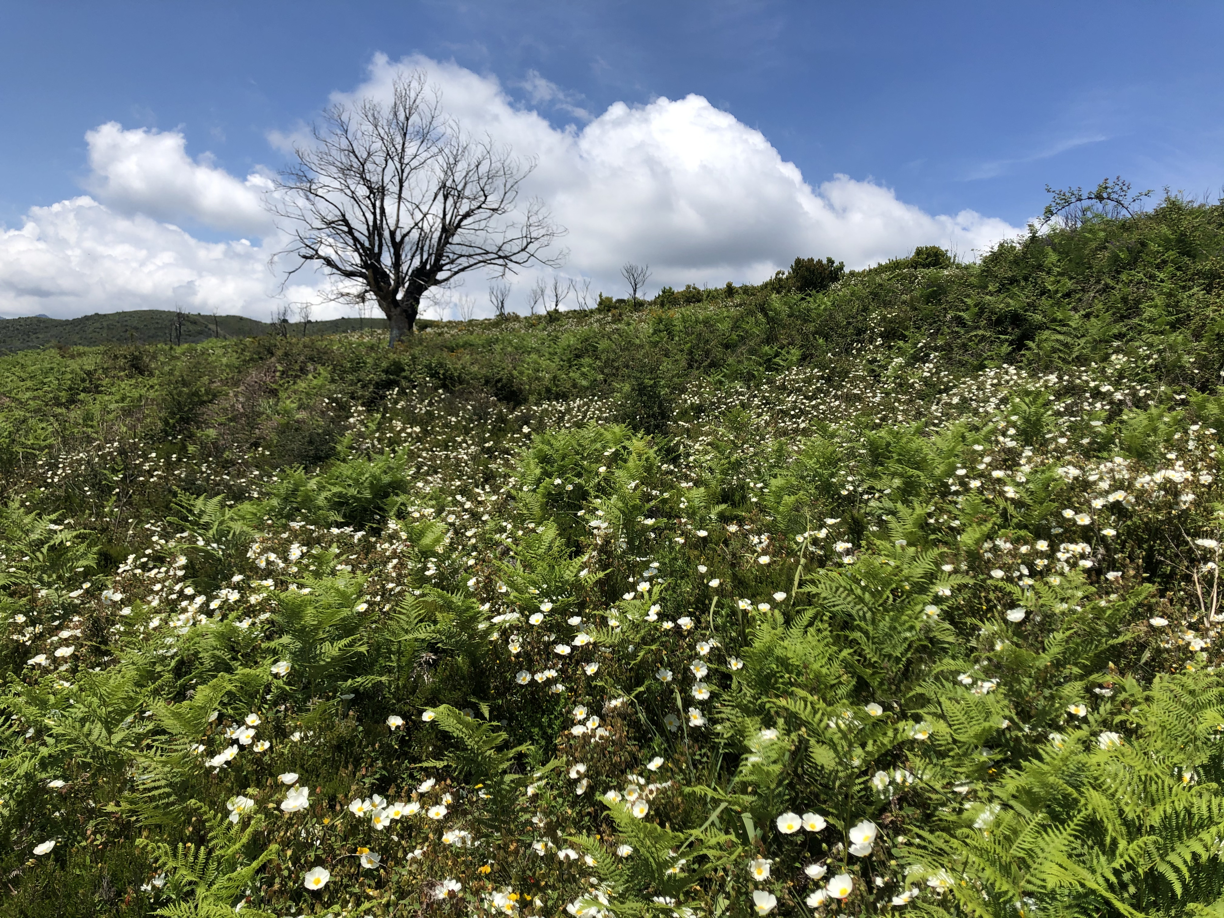 Photo France Corse 2021-05 59