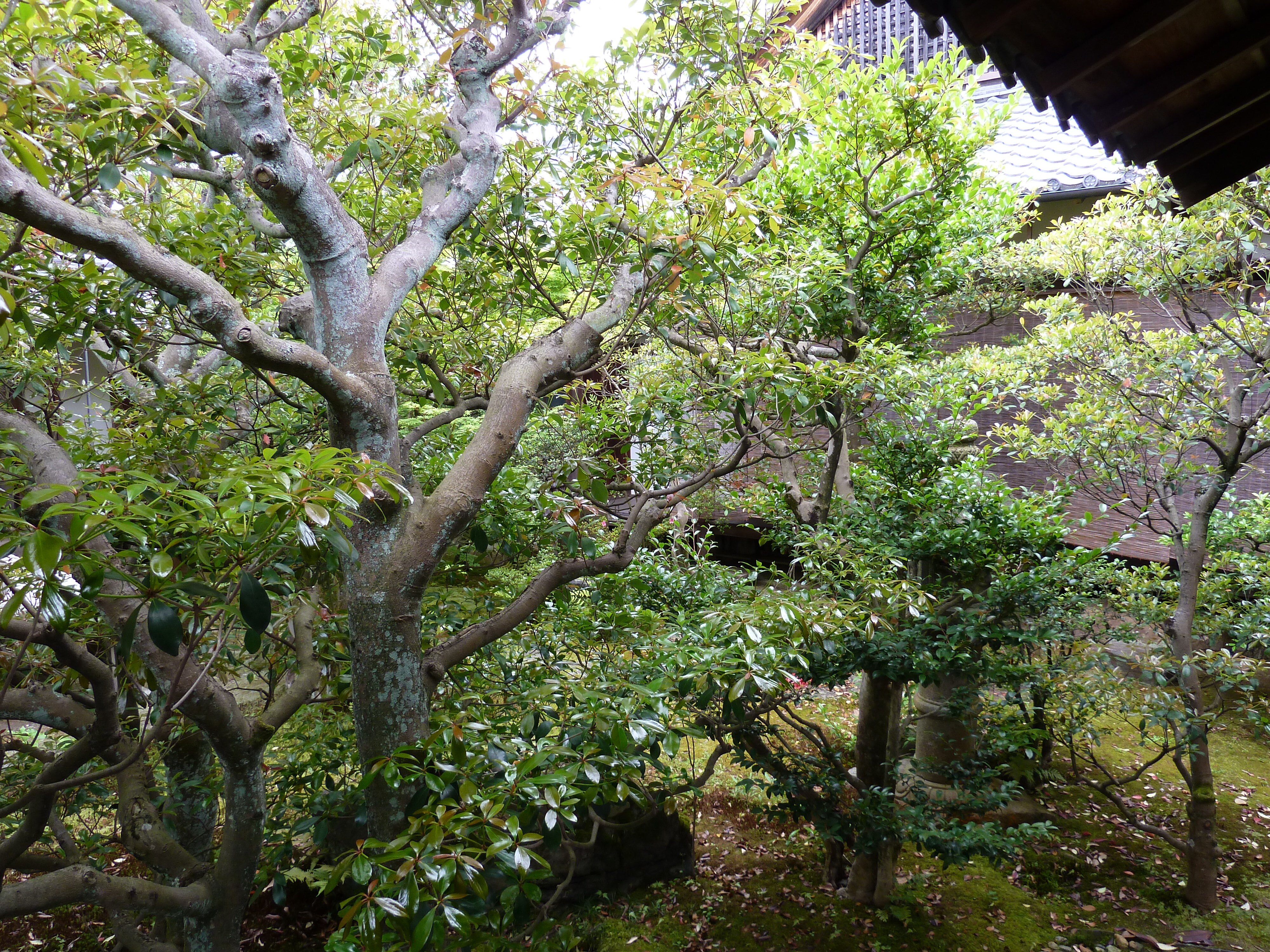 Photo Japon Kyoto résidence impériale Ninna ji 2010-06 78