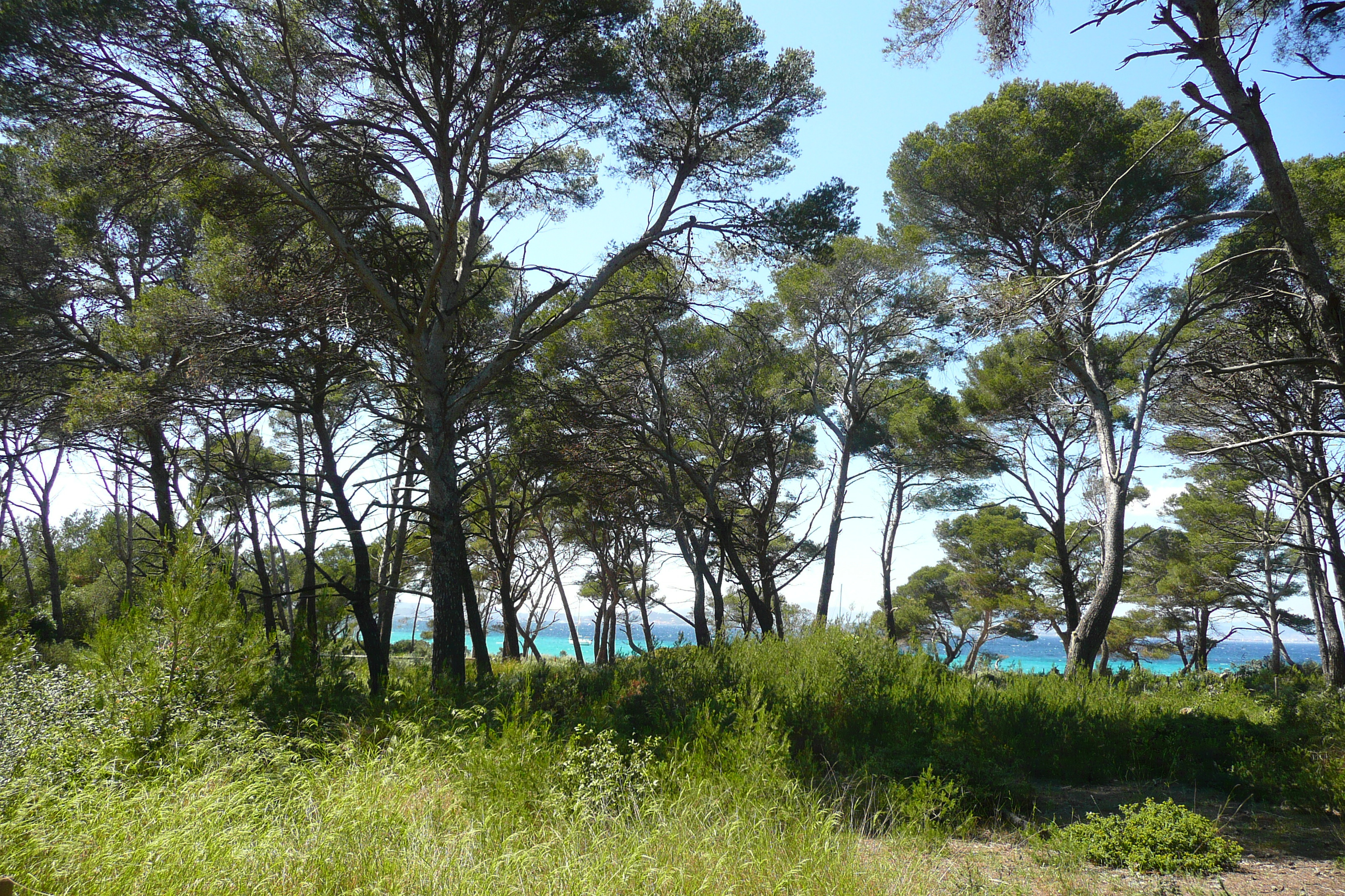 Photo France Ile de Porquerolles Plaine de la courtade 2008-05 10