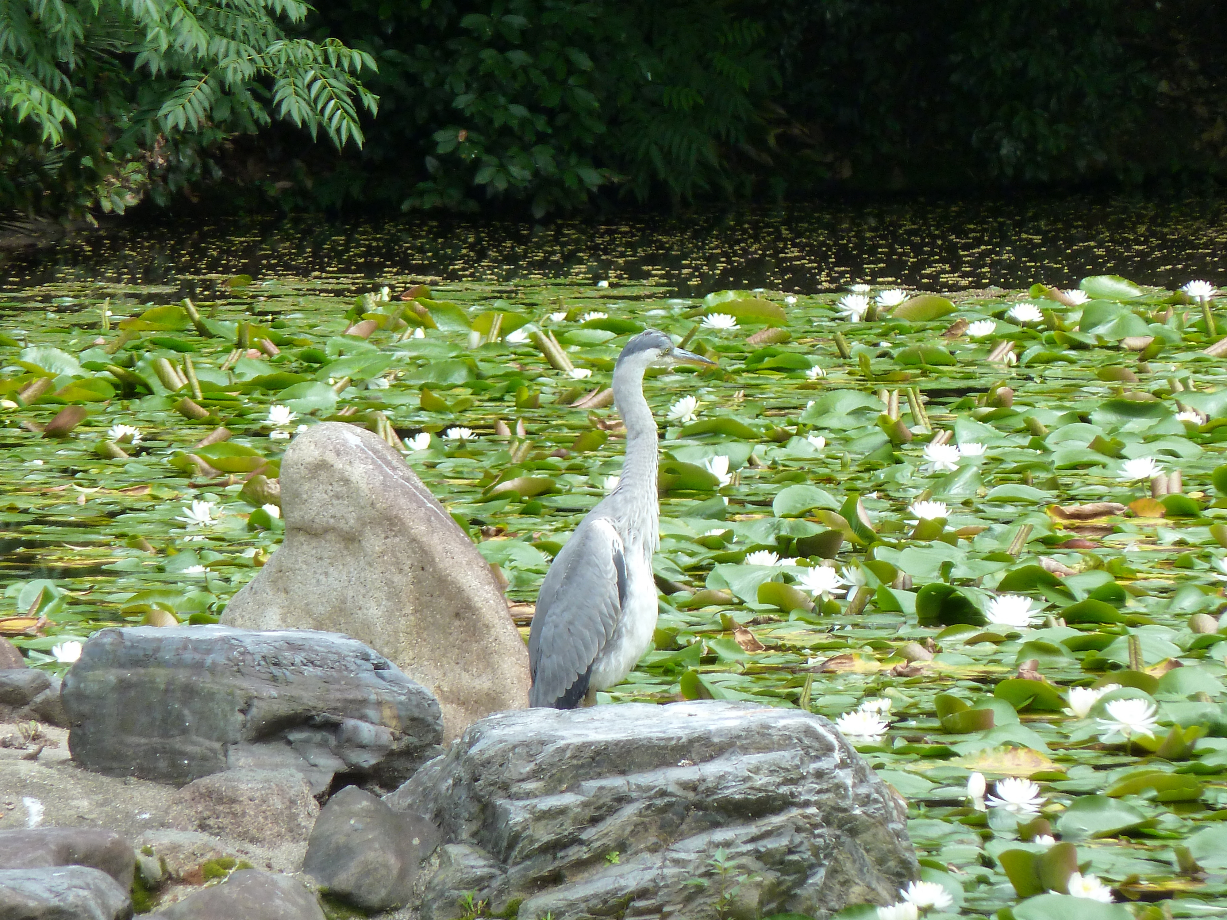 Photo Japon Kyoto Jardin Shosei en 2010-06 0