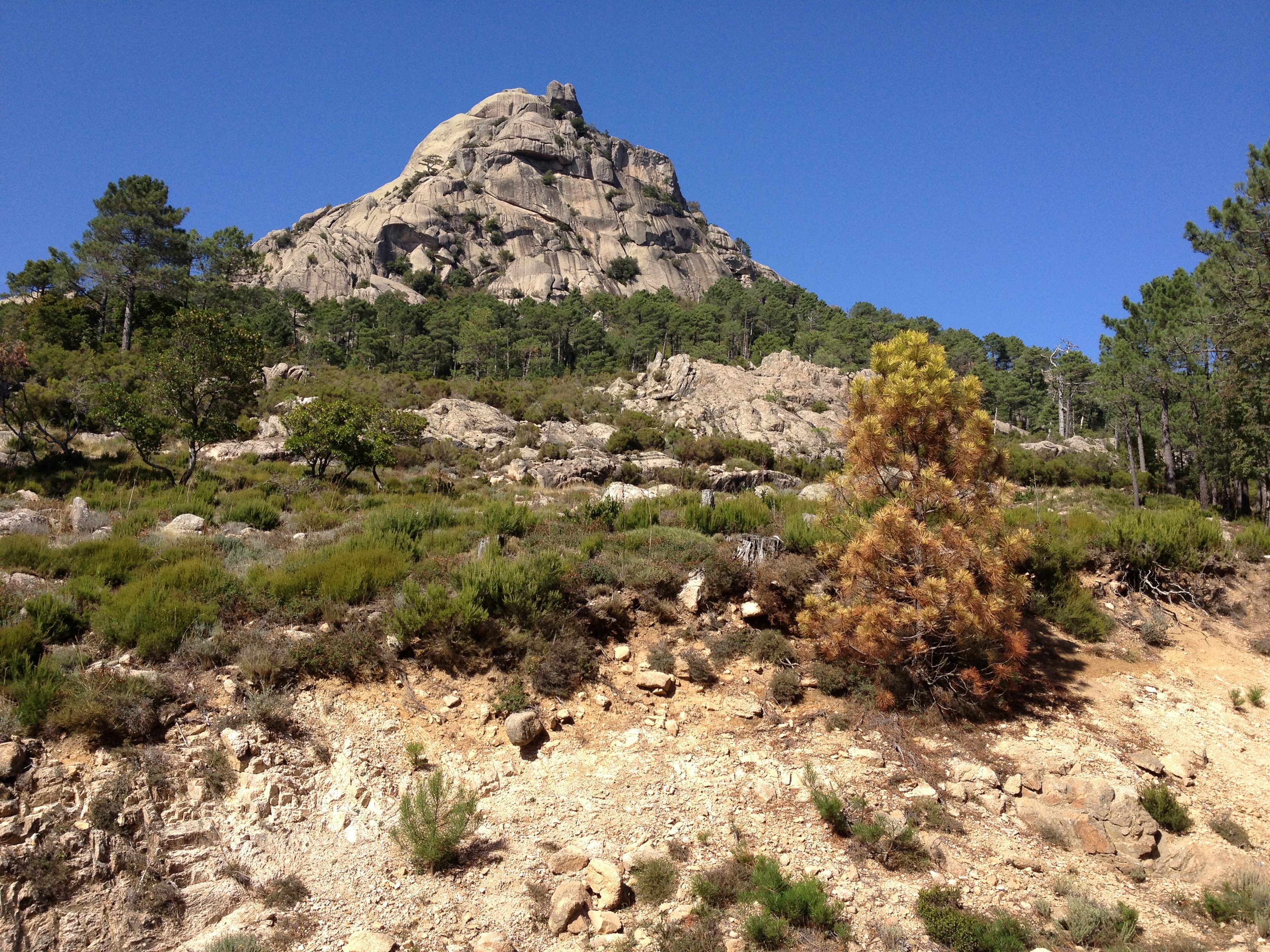 Photo France Corse Forêt de l'Ospedale 2012-09 42