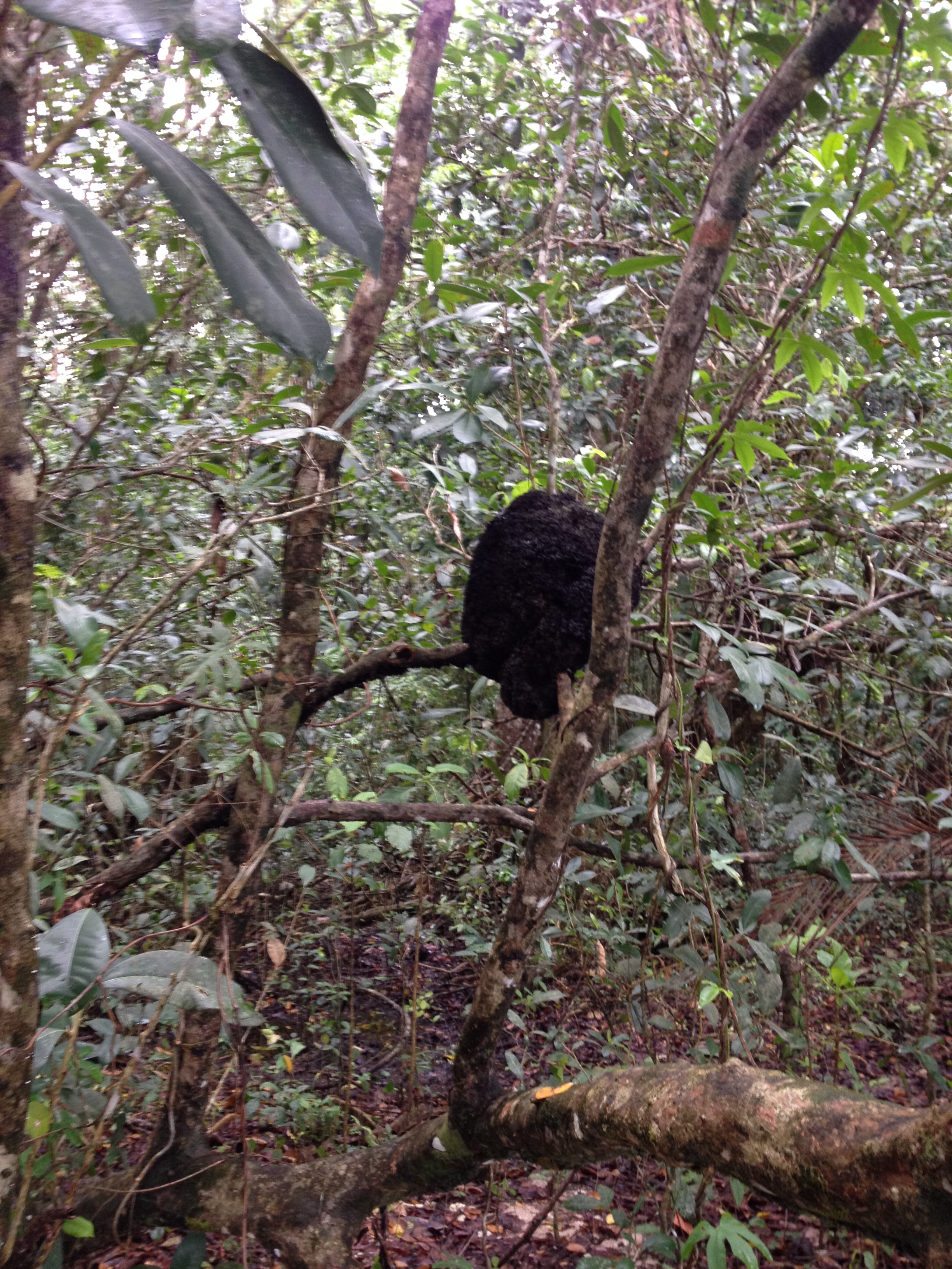 Photo Costa Rica Cahuita 2015-03 251