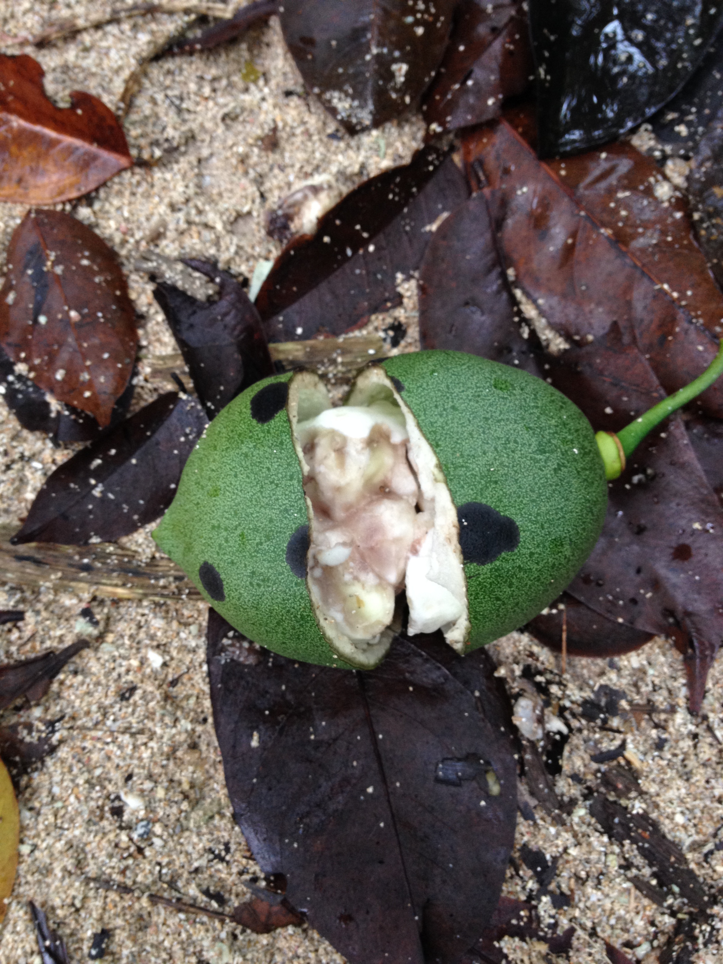 Photo Costa Rica Cahuita 2015-03 31