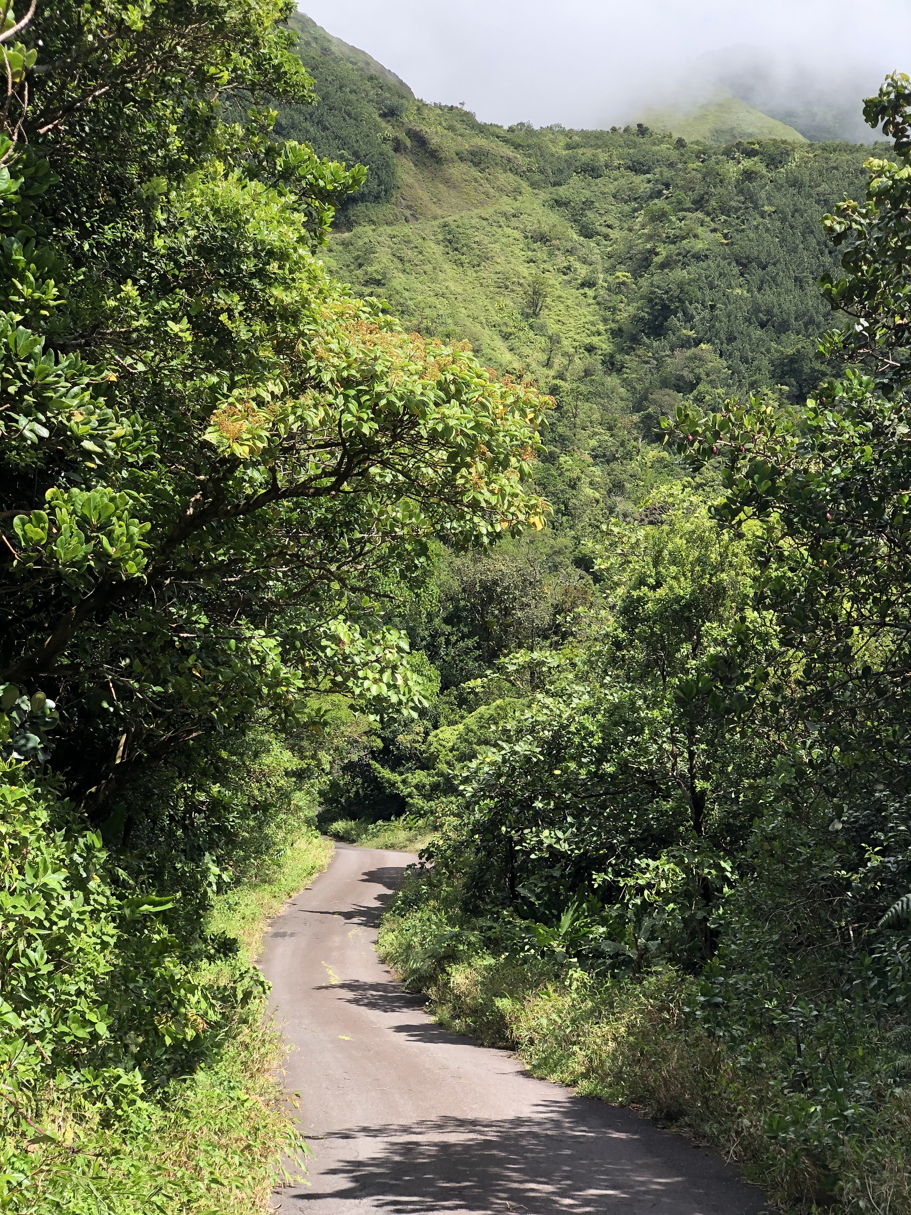 Photo Guadeloupe La Grande Soufrière 2021-02 73