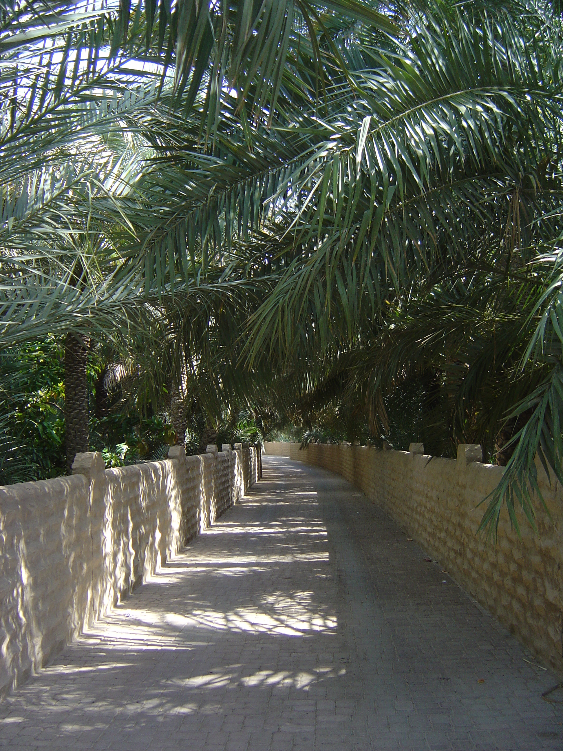 Photo Émirats arabes unis Al Ain Oasis 2005-03 26