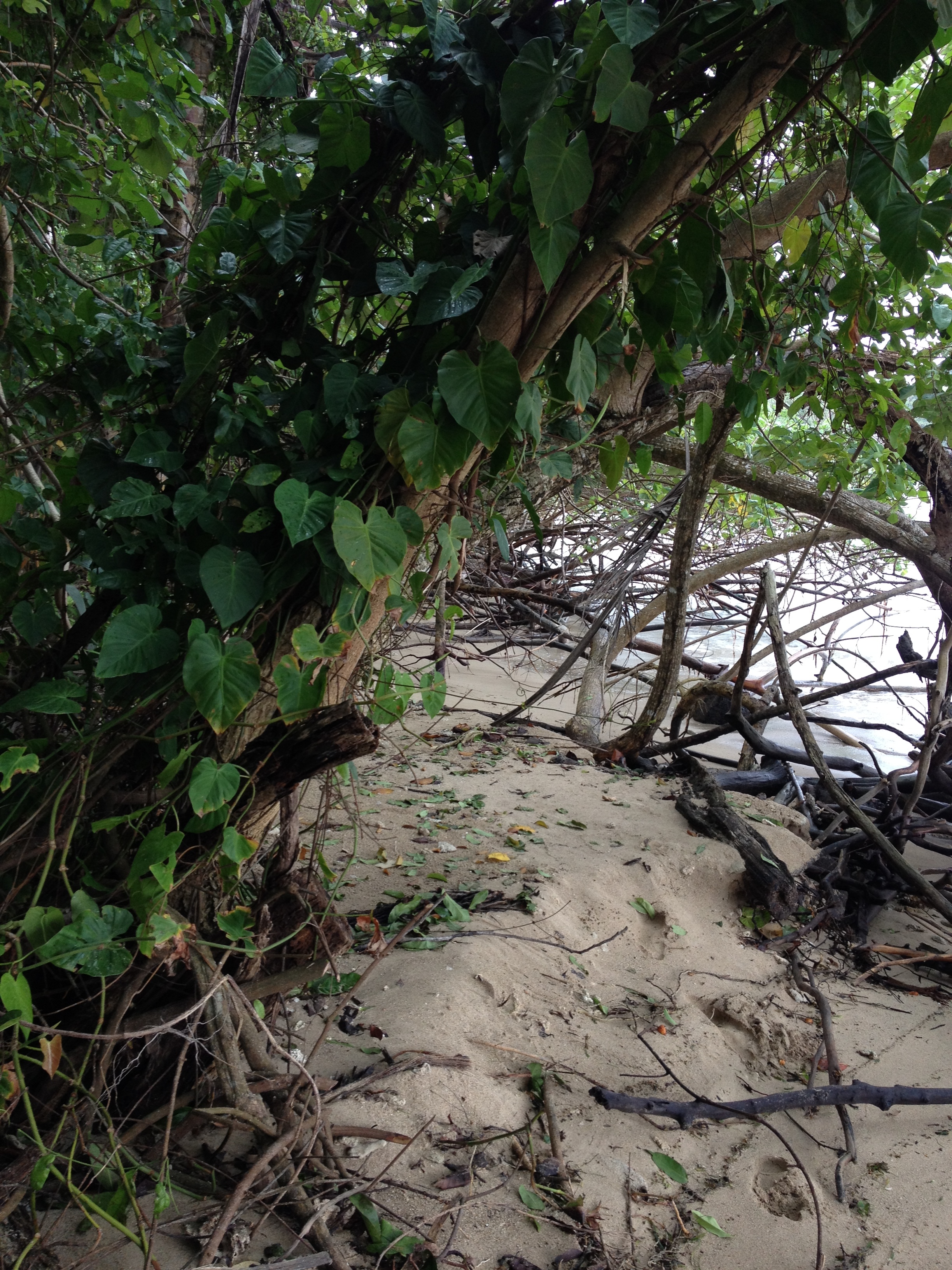 Photo Costa Rica Cahuita 2015-03 33