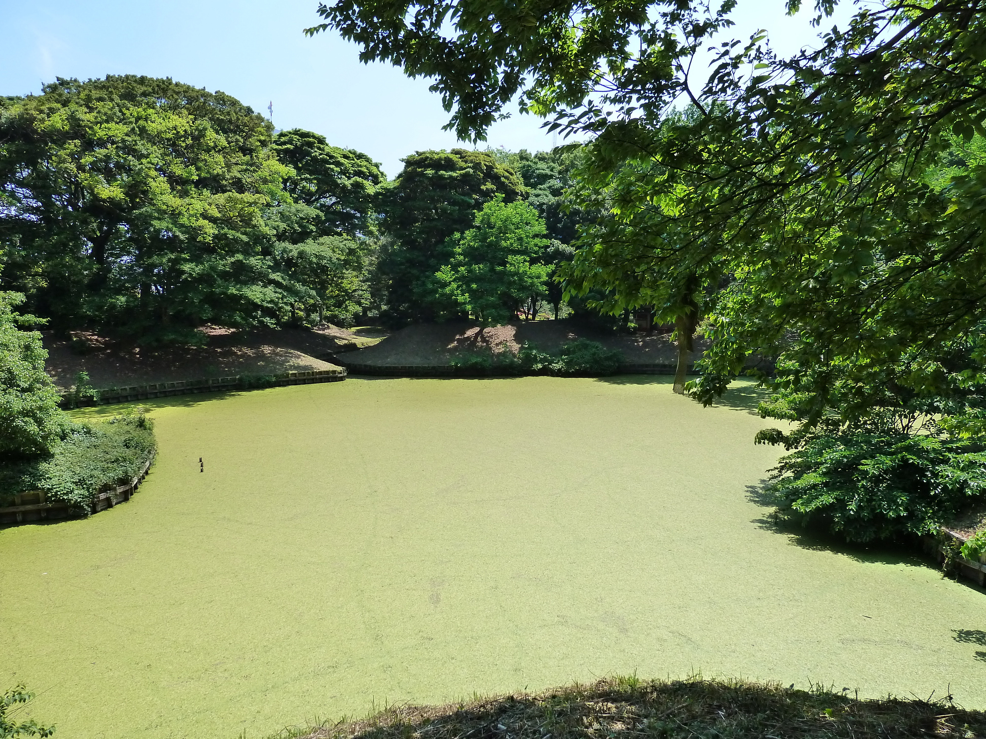 Photo Japon Tokyo Jardins Hama rikyu 2010-06 65