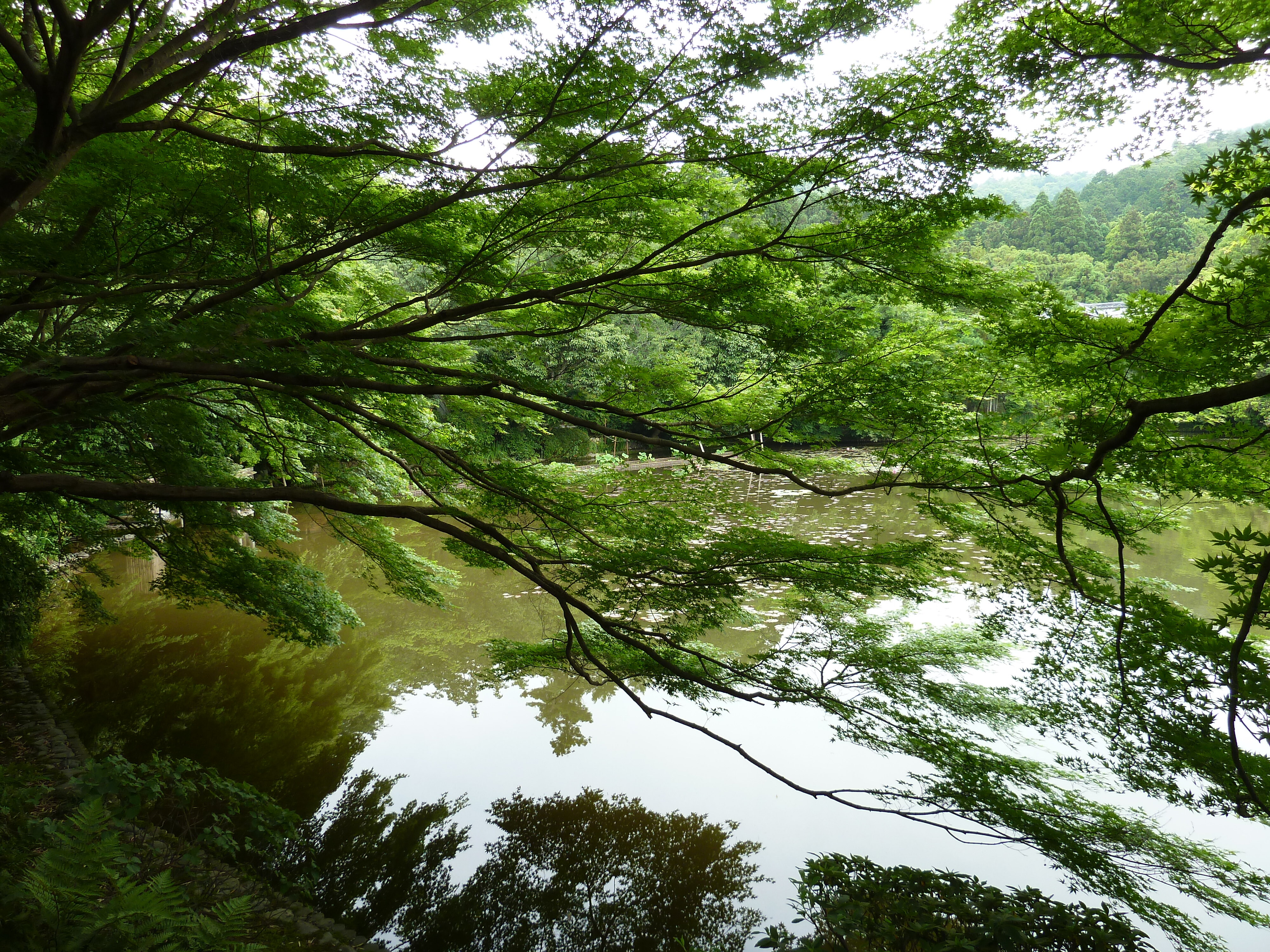 Photo Japon Kyoto temple Ryoanji 2010-06 39