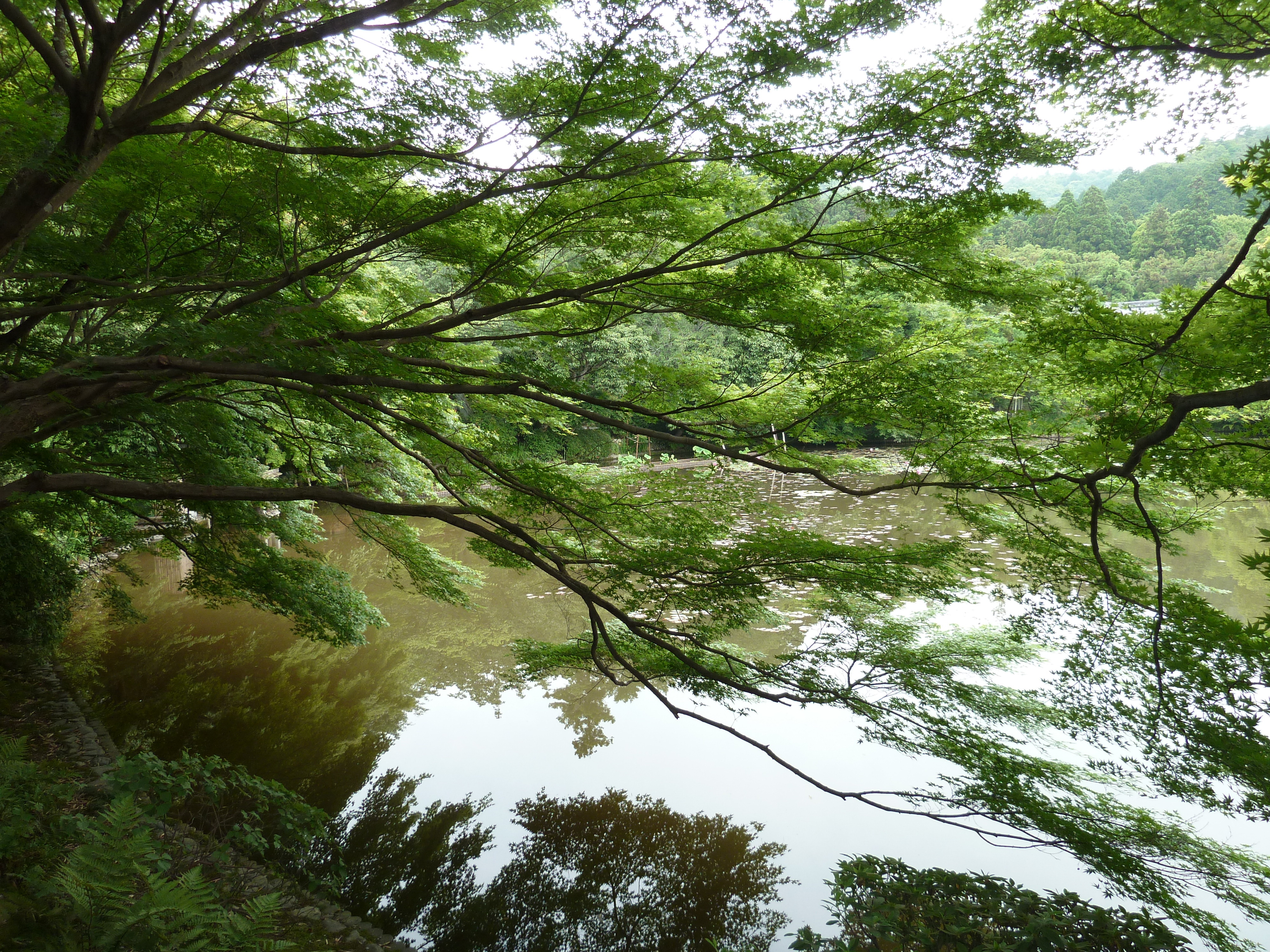 Photo Japon Kyoto temple Ryoanji 2010-06 33