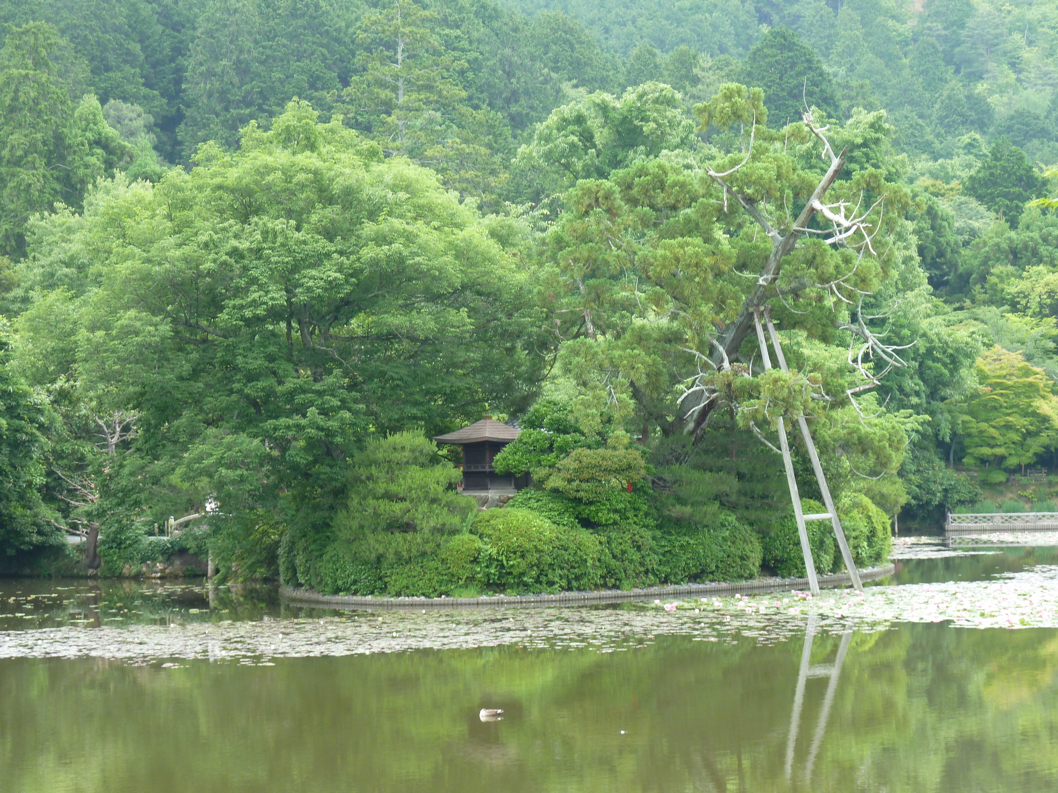 Photo Japon Kyoto temple Ryoanji 2010-06 60