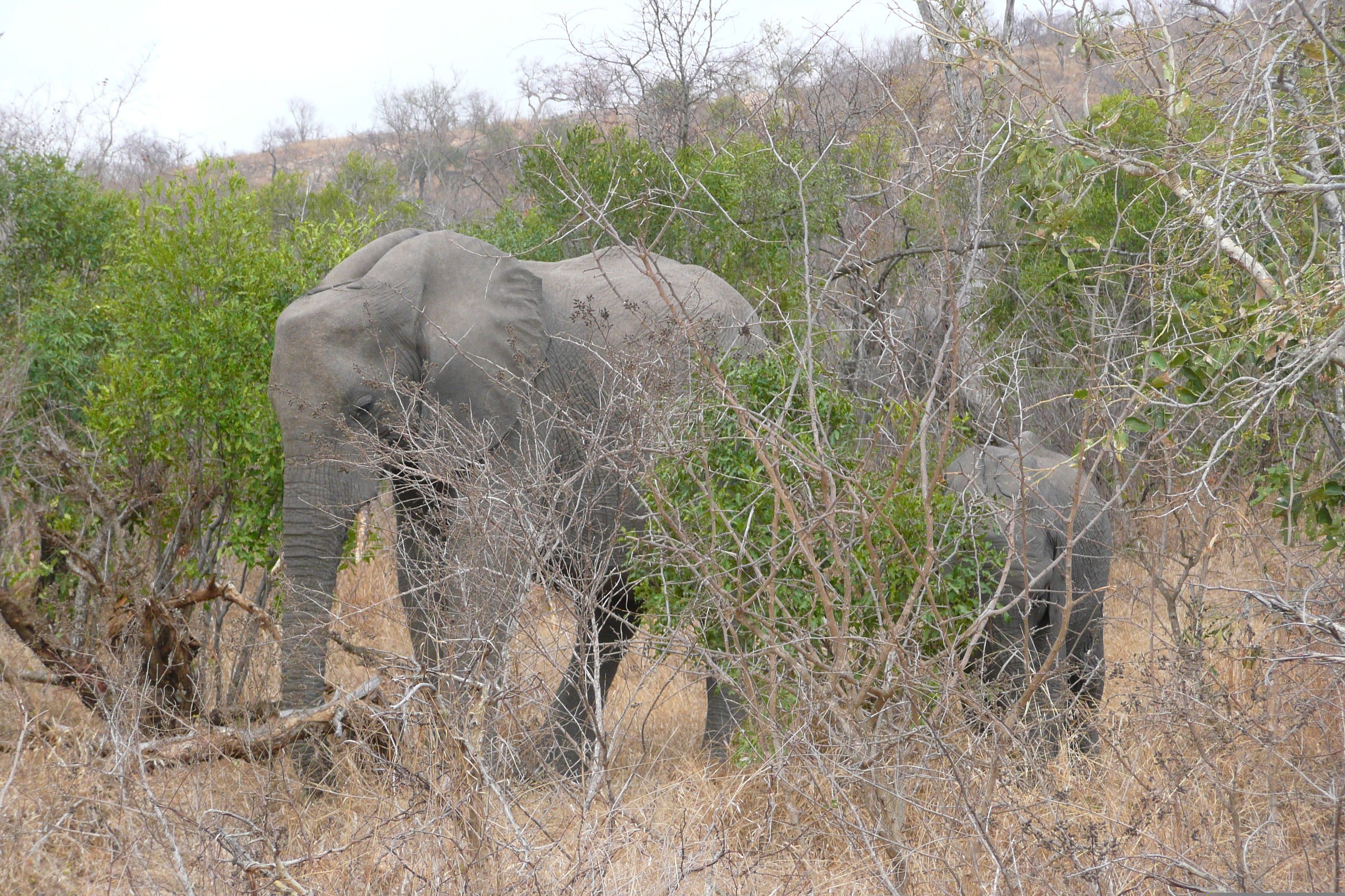 Photo Afrique du Sud Parc National Kruger 2008-09 68