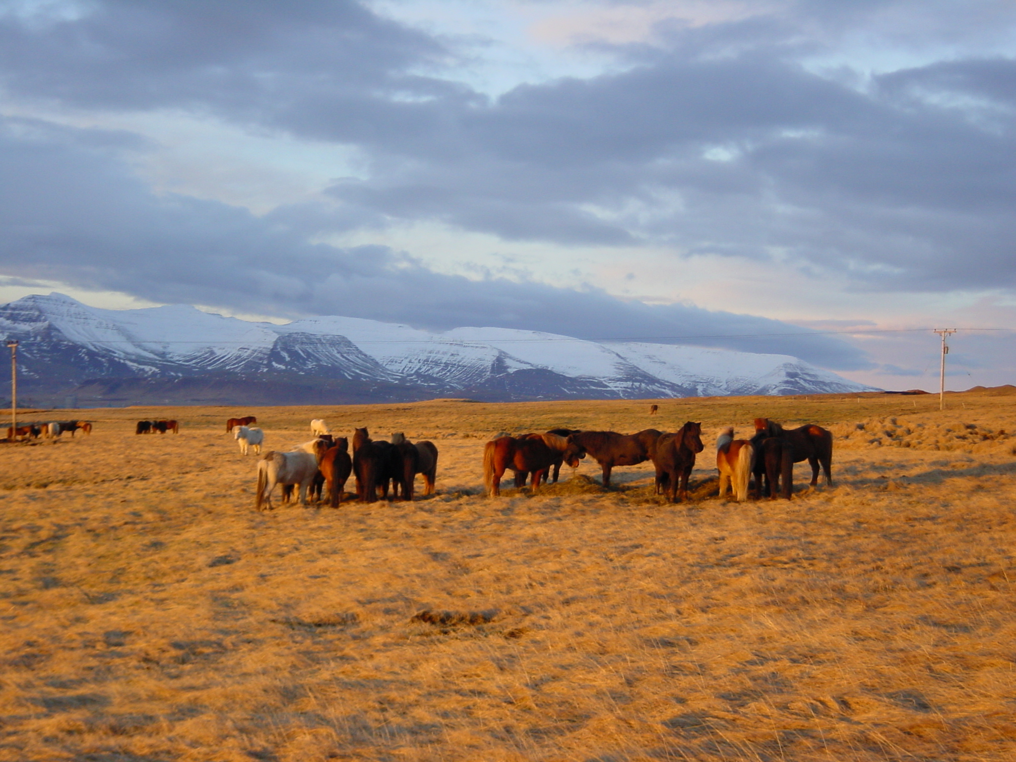 Photo Islande Route 39 vers Reykjavik 2003-03 21