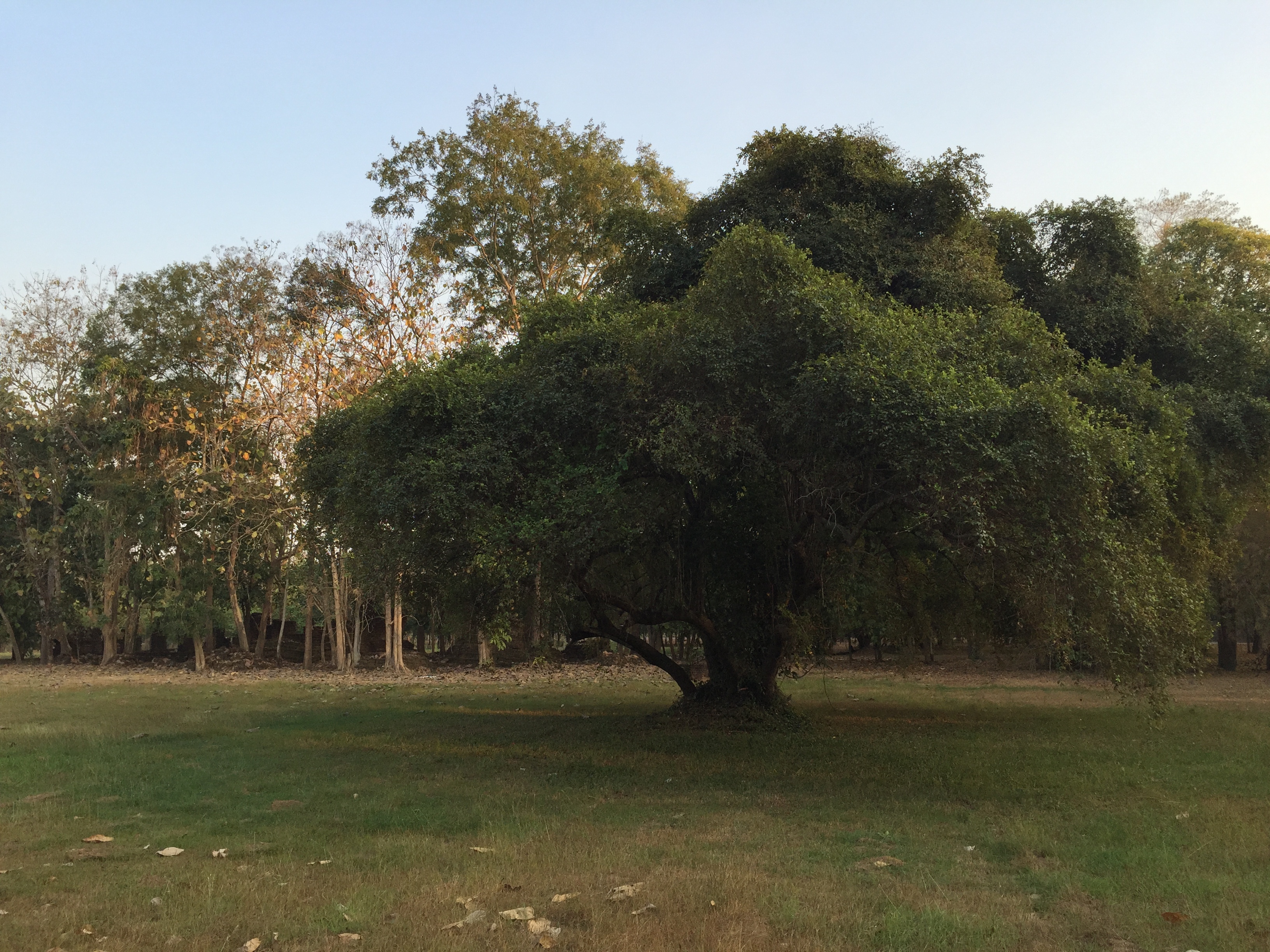 Photo Thaïlande Parc Si satchanalai 2014-12 56