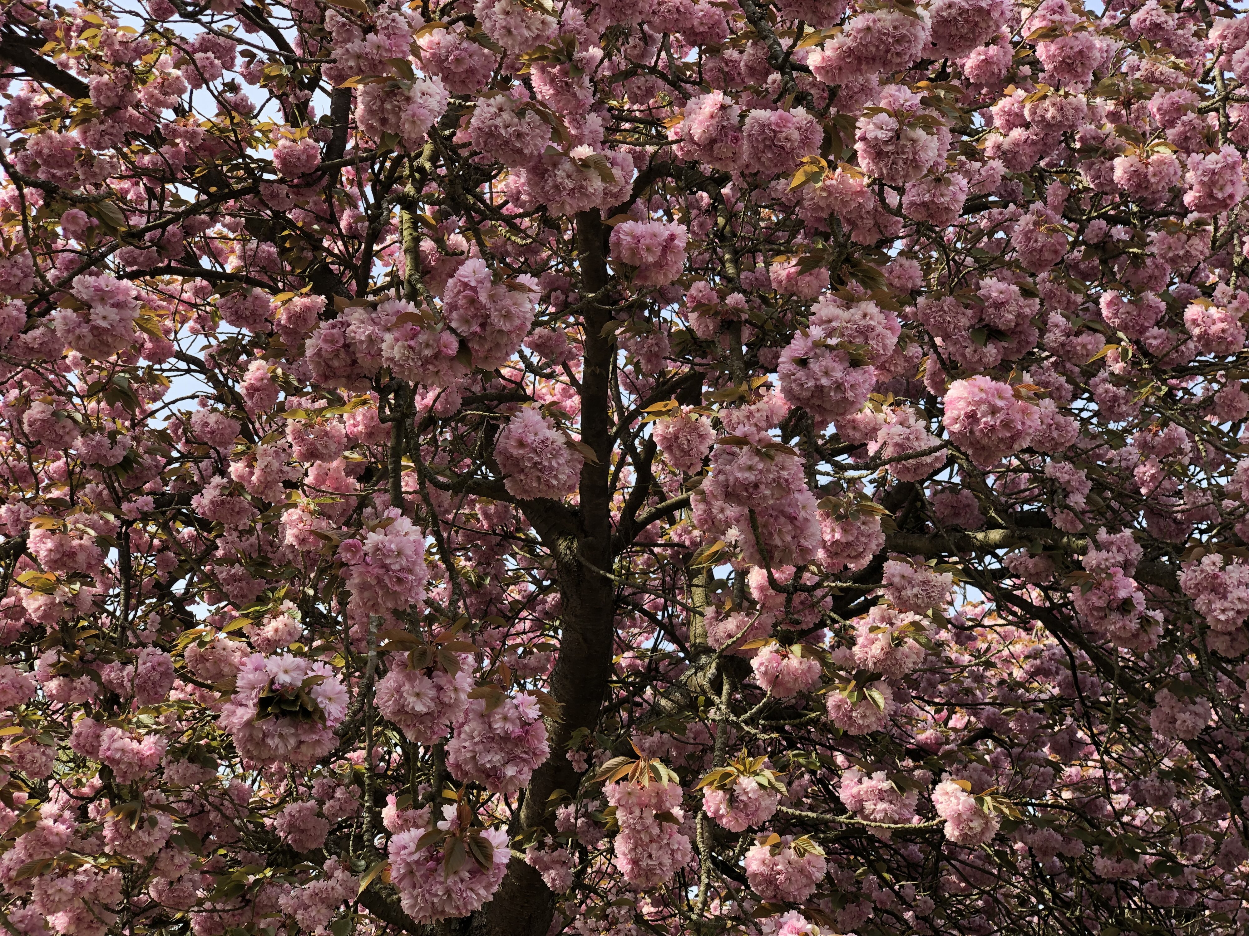 Photo France Parc de Sceaux 2019-04 93