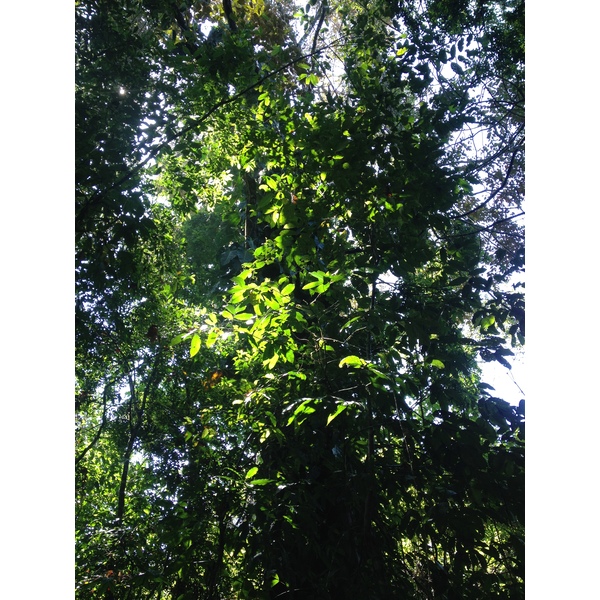 Photo Costa Rica Parc Manuel Antonio 2015-03 177