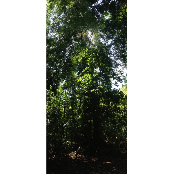 Photo Costa Rica Parc Manuel Antonio 2015-03 167