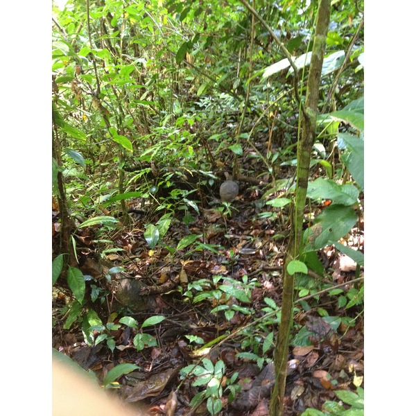 Photo Costa Rica Parc Manuel Antonio 2015-03 237
