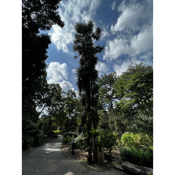 Photo Singapour Jardins botaniques de Singapore 2023-01 42