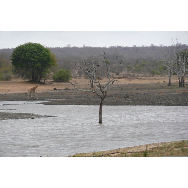 Photo Afrique du Sud Parc National Kruger Mpondo 2008-09 16