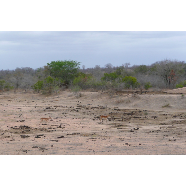 Photo Afrique du Sud Parc National Kruger Mpondo 2008-09 19