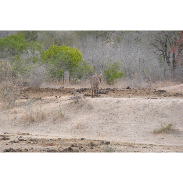 Photo Afrique du Sud Parc National Kruger Mpondo 2008-09 26